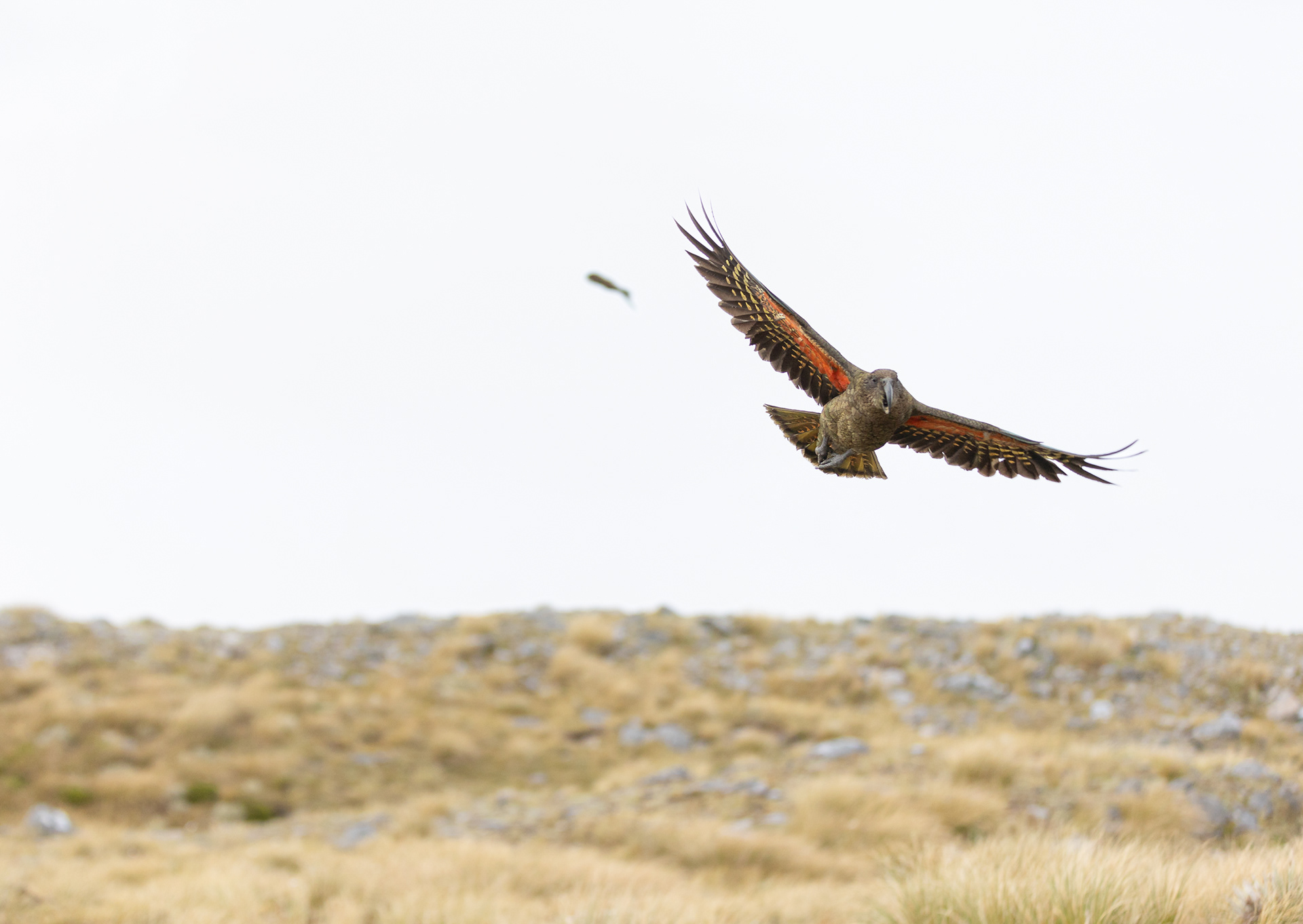 © Darren Creighton Photography | West Coast NZ