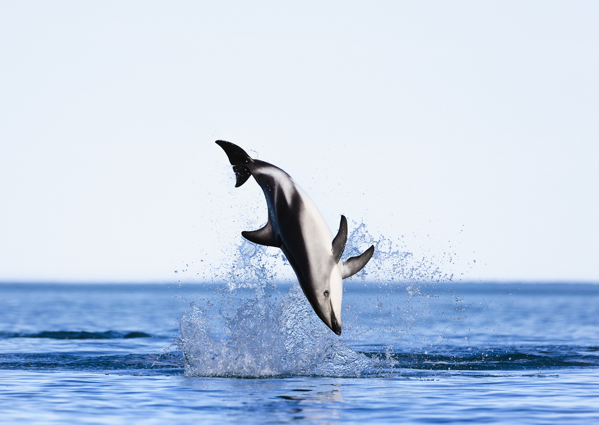 © Darren Creighton Photography  |  Kaikoura  |  Dusky Dolphin