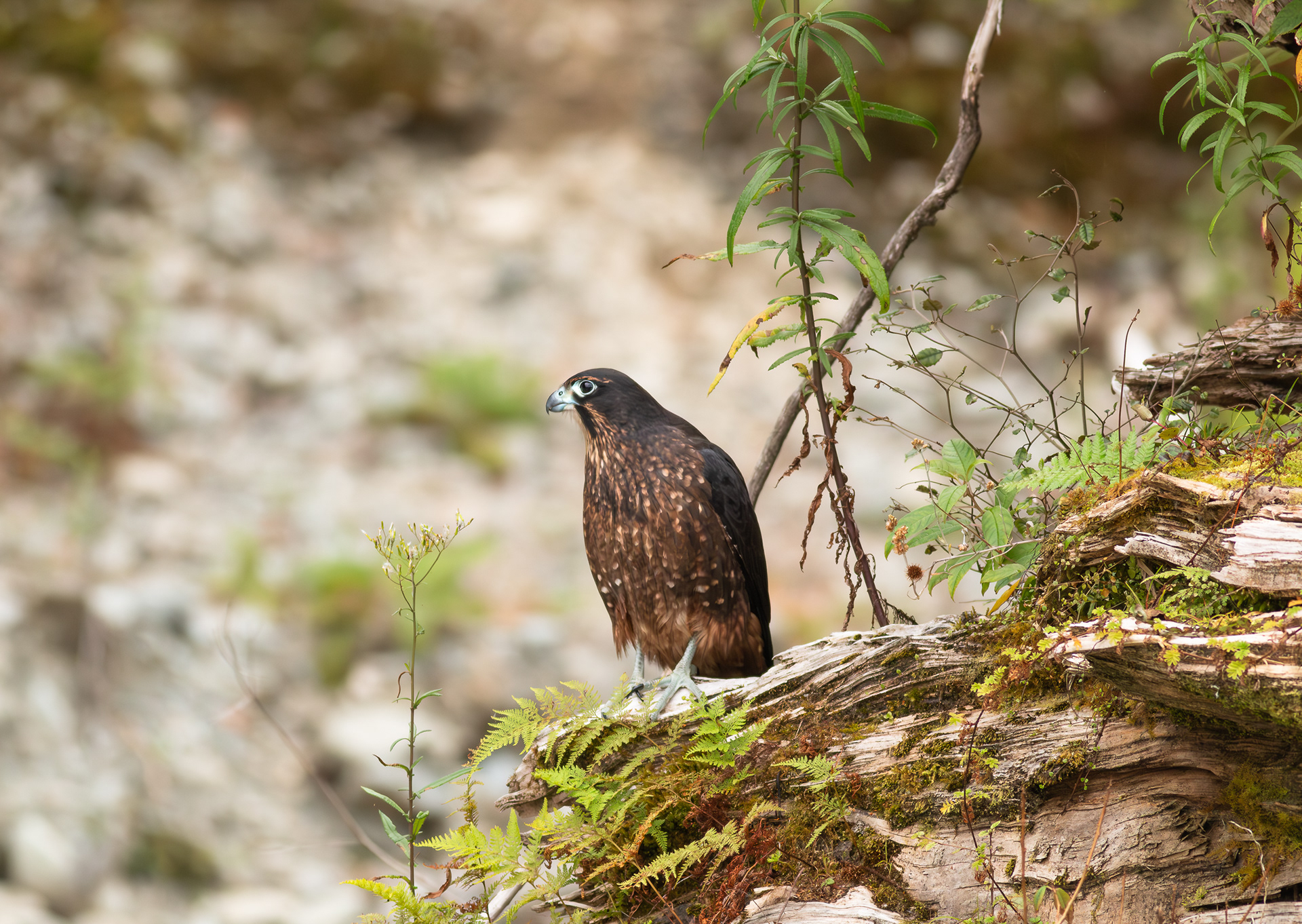 © Darren Creighton Photography  |  West Coast  |  NZ Falcon