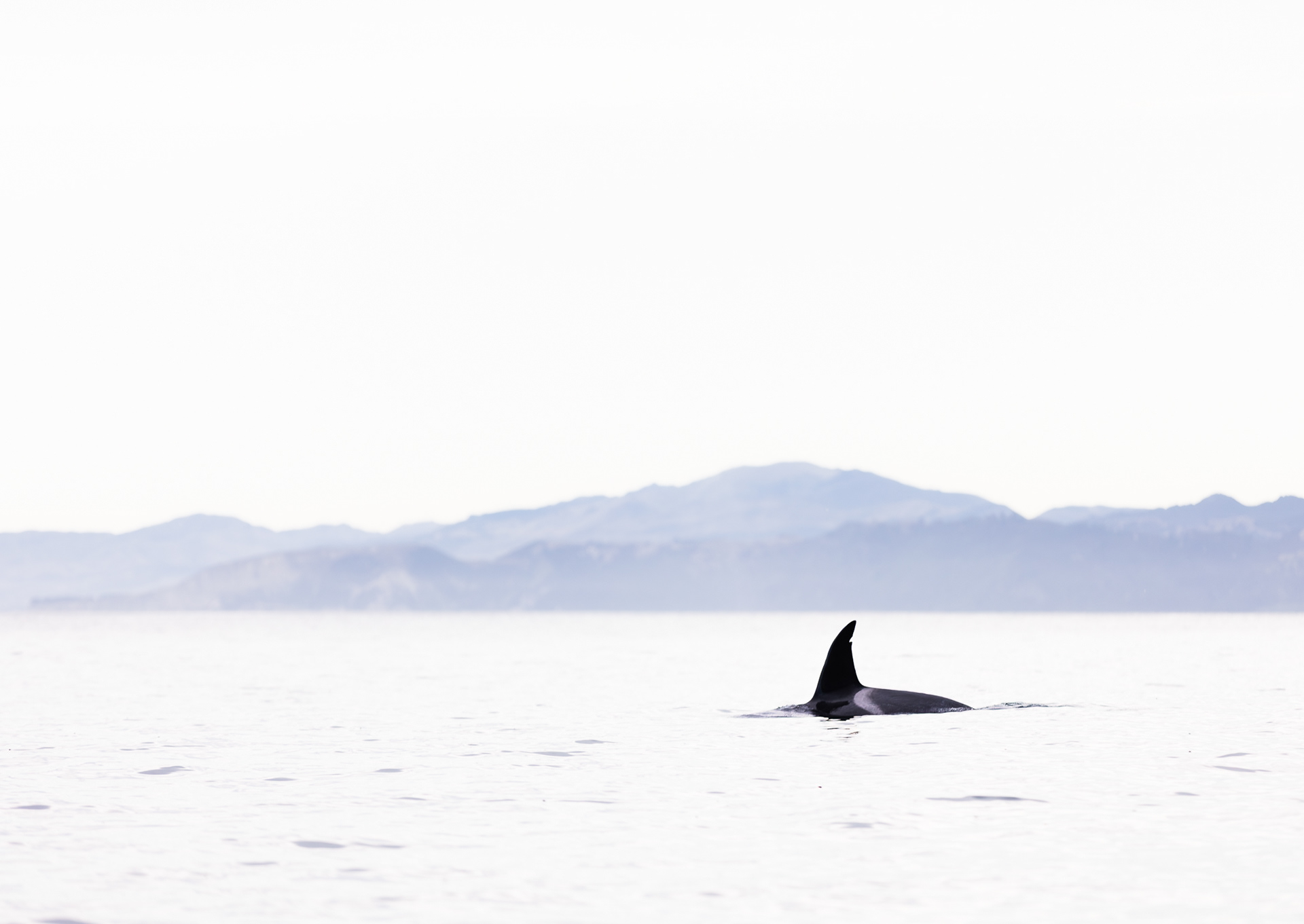 © Darren Creighton Photography  |  Kaikoura  |  Orca