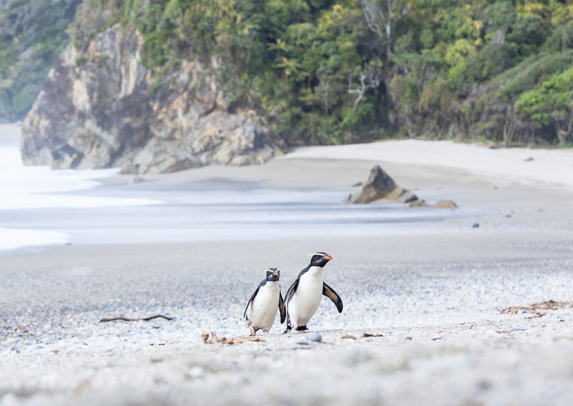 © Darren Creighton Photography | Tawaki | Fiordland Crested Penguin