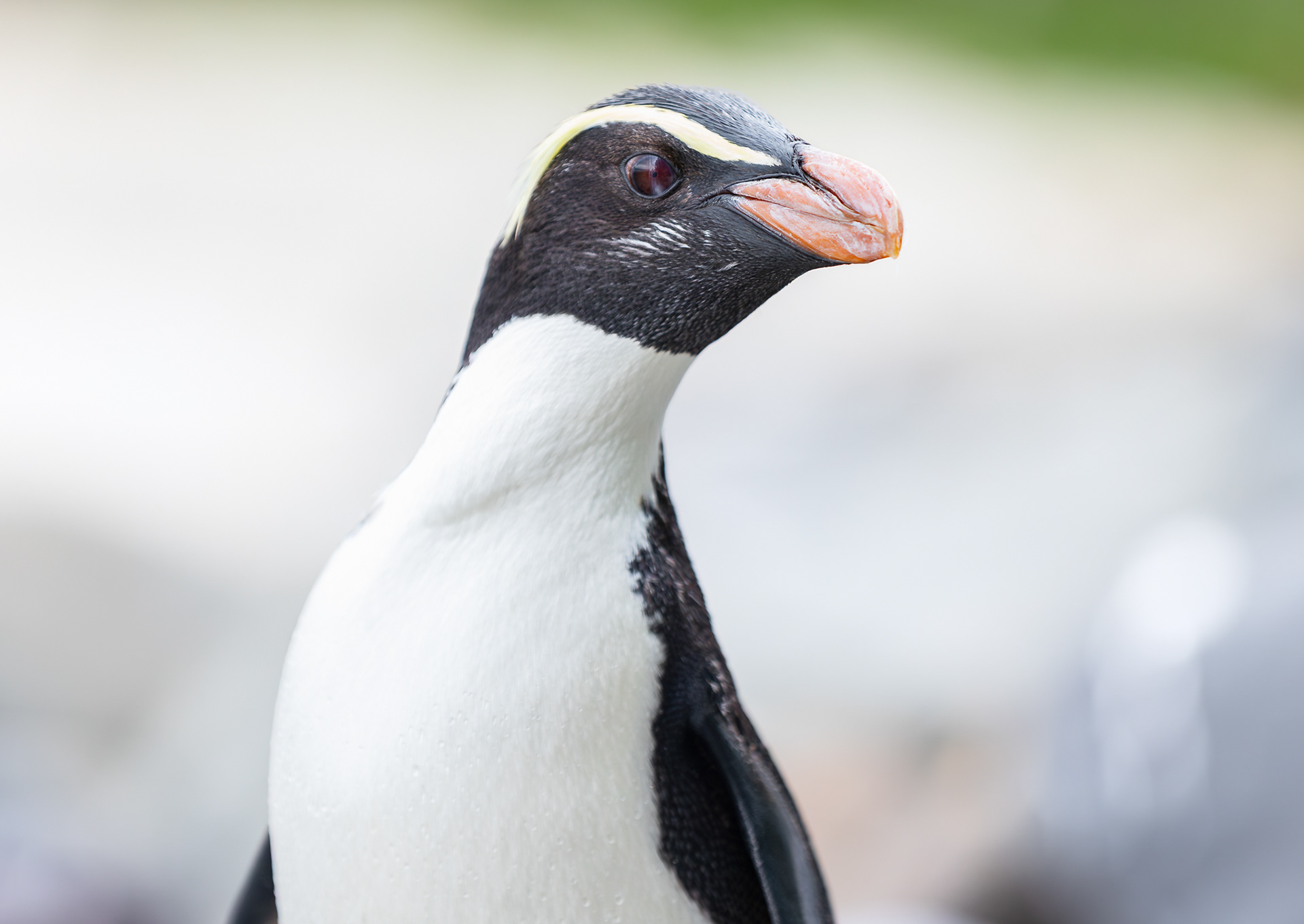 © Darren Creighton Photography | Tawaki | Fiordland Crested Penguin