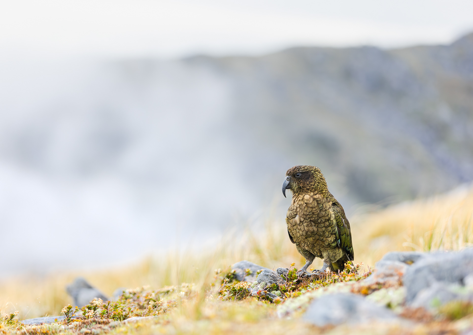 © Darren Creighton Photography | West Coast | Kea