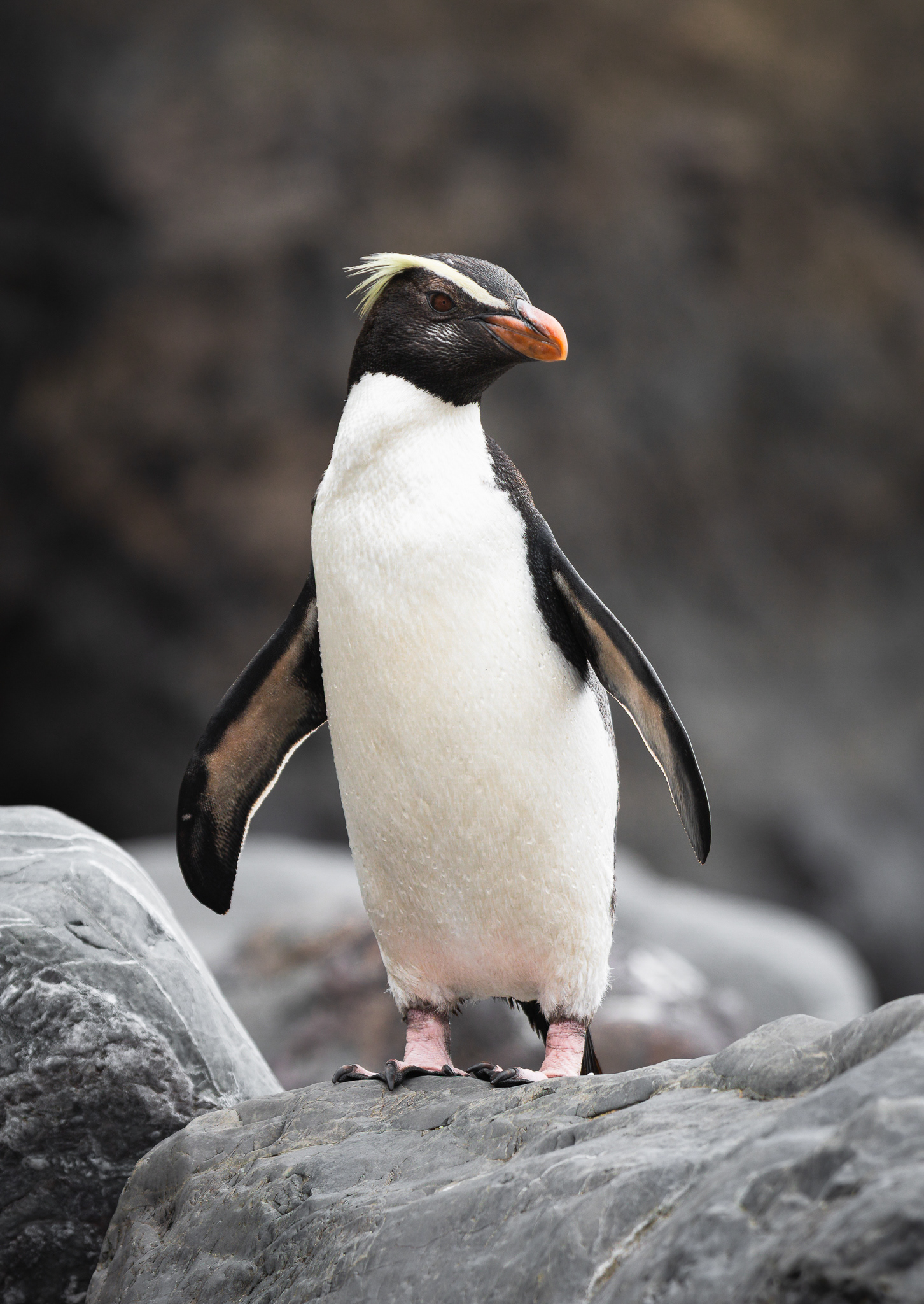© Darren Creighton Photography  |  Tawaki  |  Fiordland Crested Penguin
