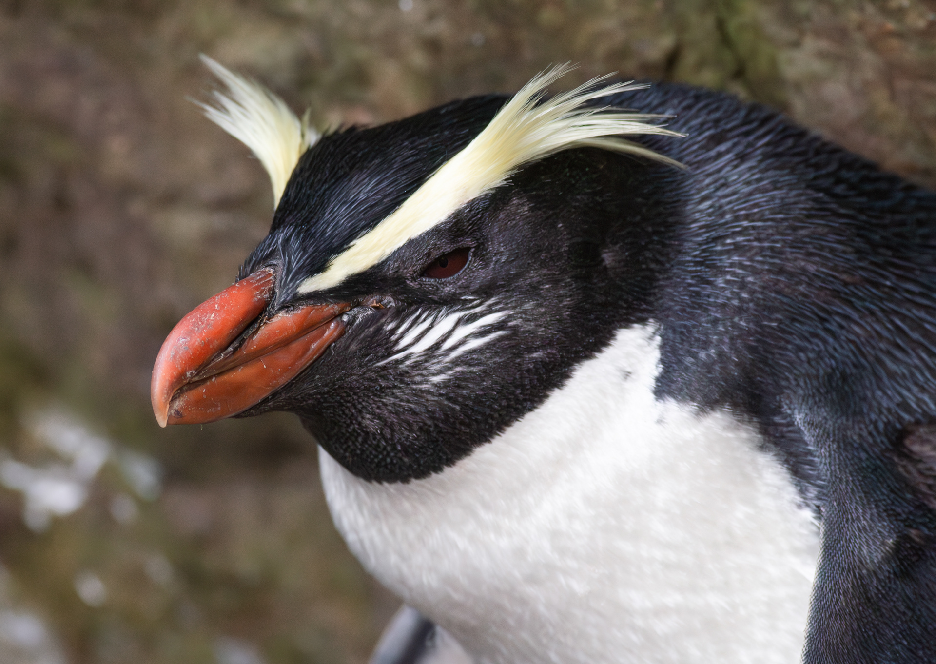 © Darren Creighton Photography  |  West Coast NZ