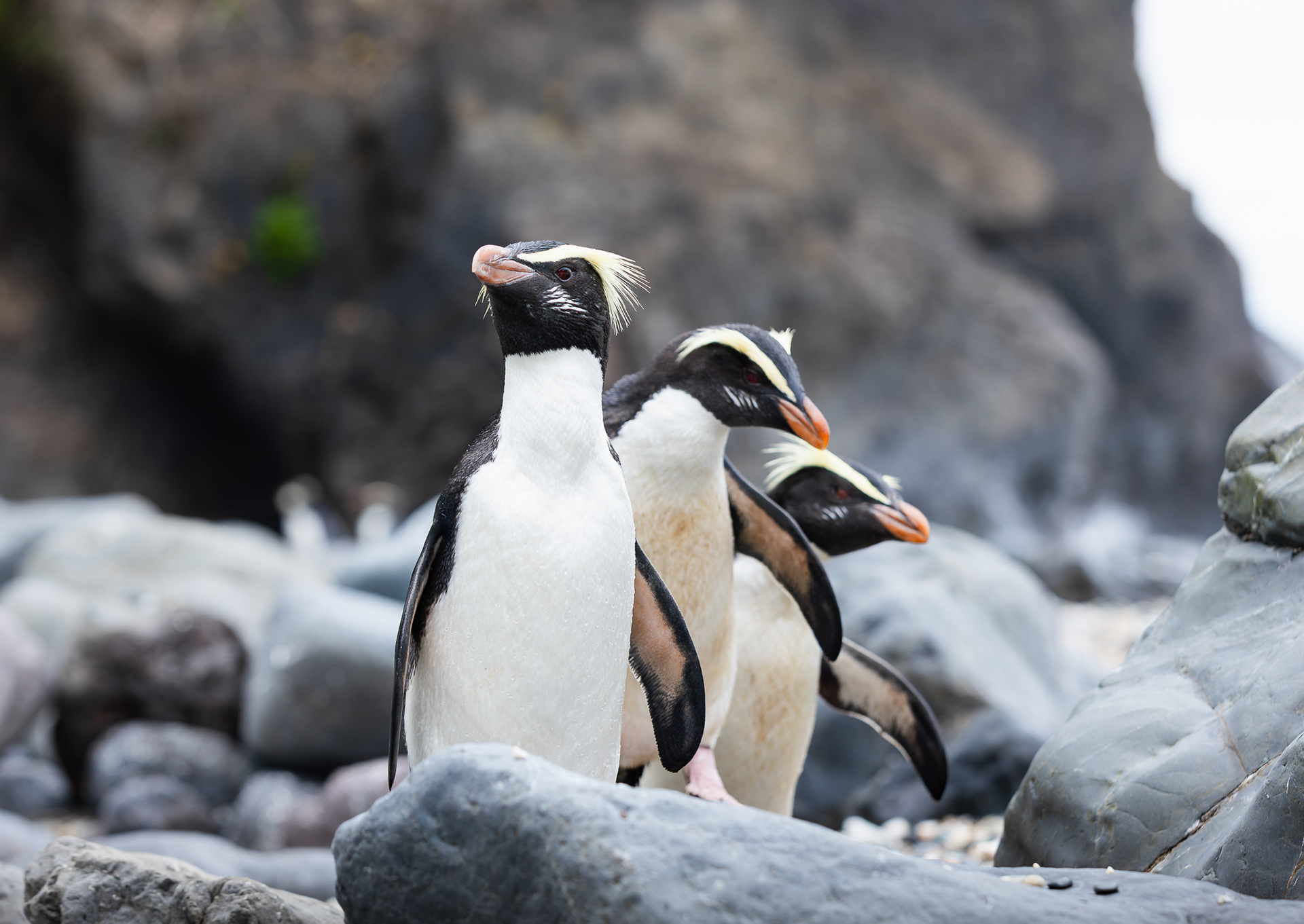 © Darren Creighton Photography | Tawaki | Fiordland Crested Penguin