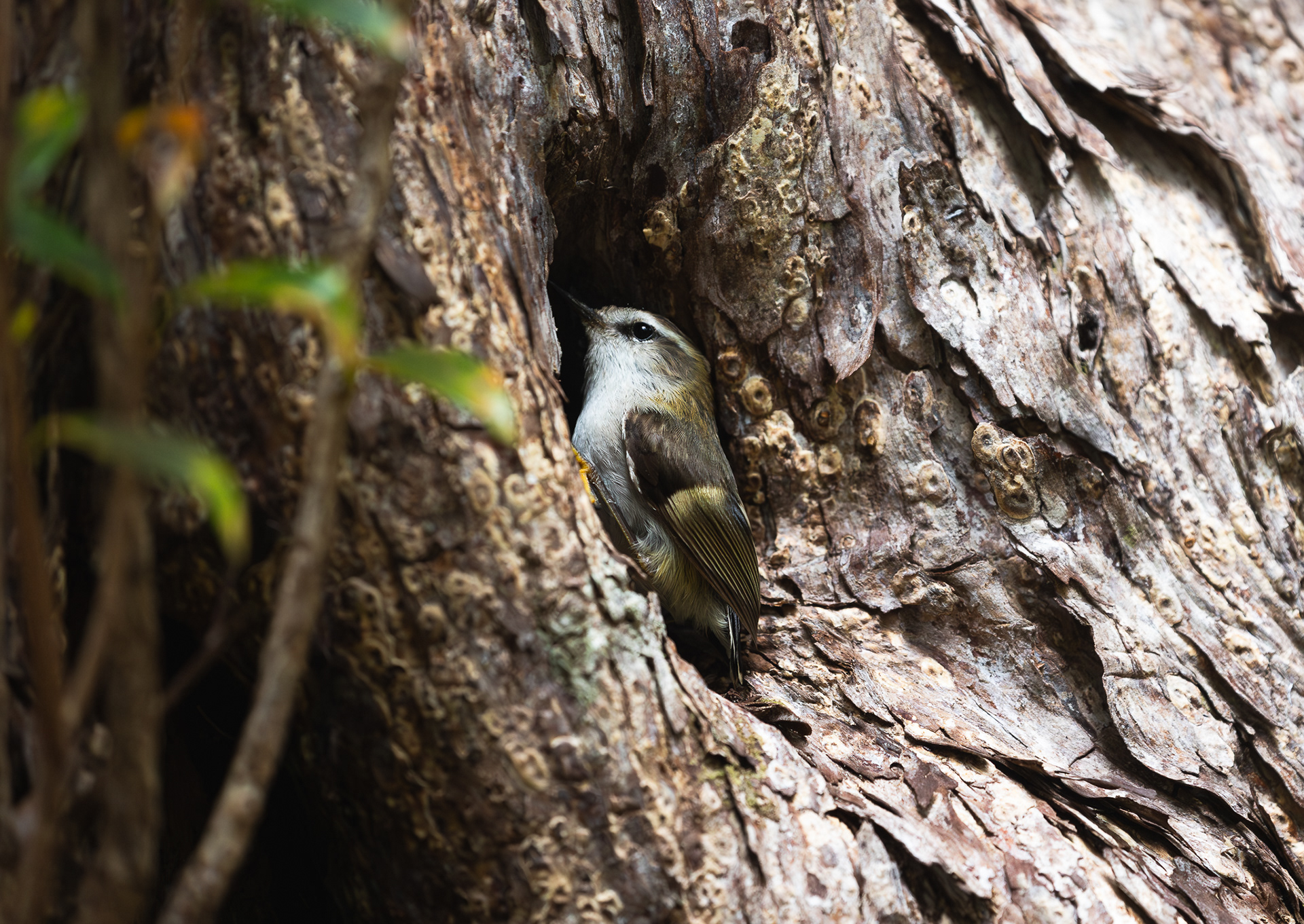 © Darren Creighton Photography  |  Rakiura  |  Titipounamu |  Rifleman