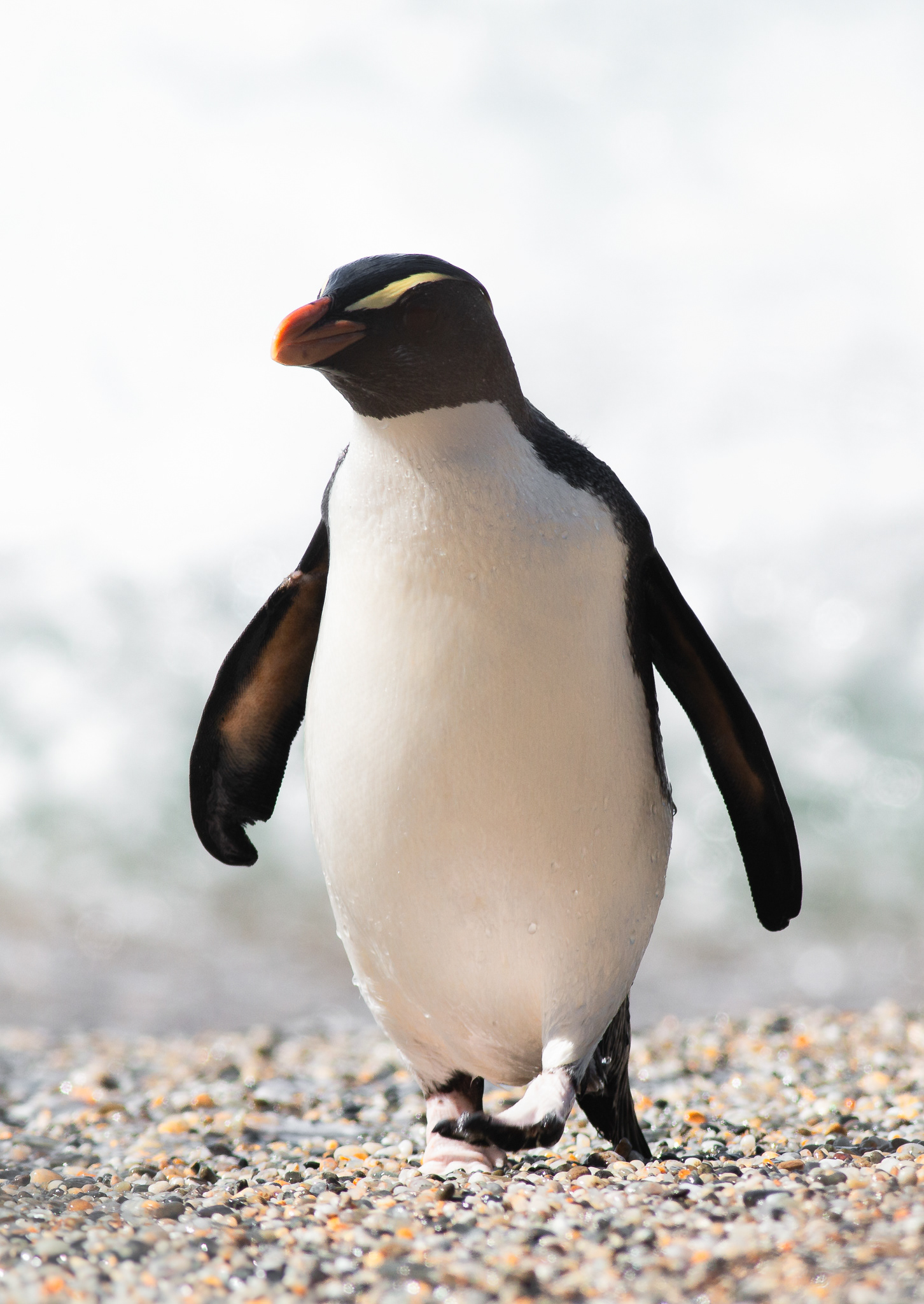 © Darren Creighton Photography  |  Tawaki  |  Fiordland Crested Penguin