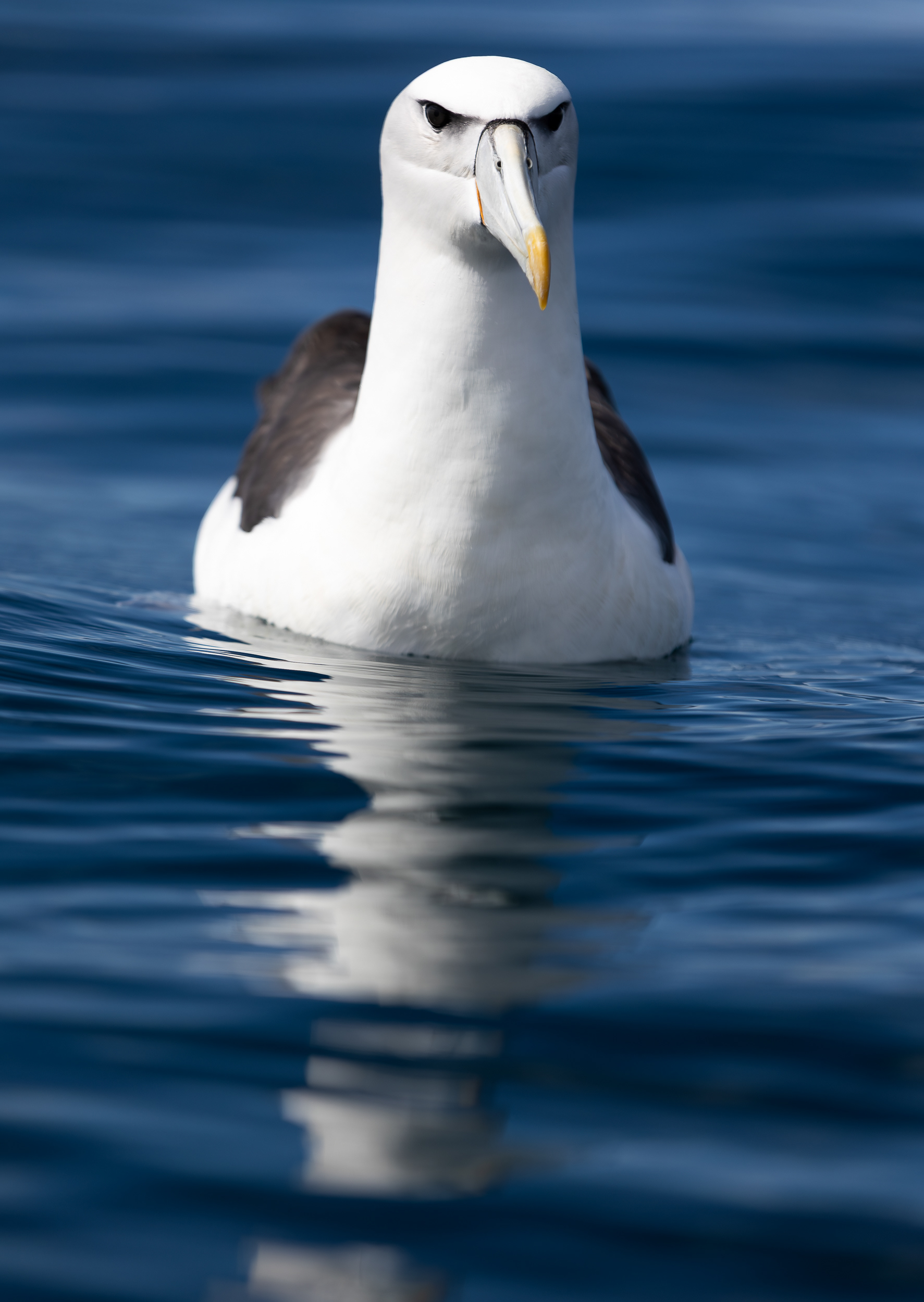 © Darren Creighton Photography | Kaikoura | Albatross