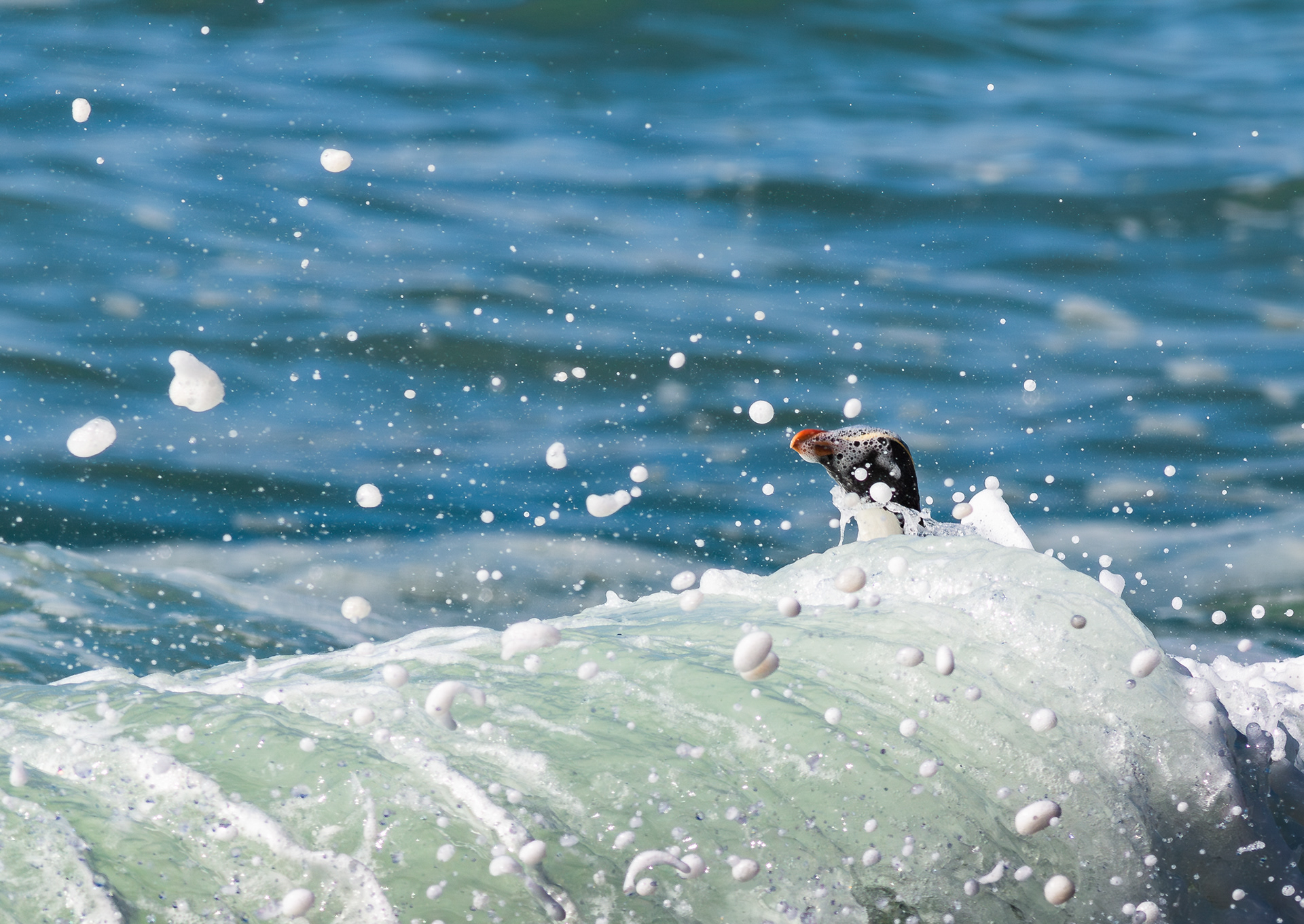 © Darren Creighton Photography | Tawaki | Fiordland Crested Penguin