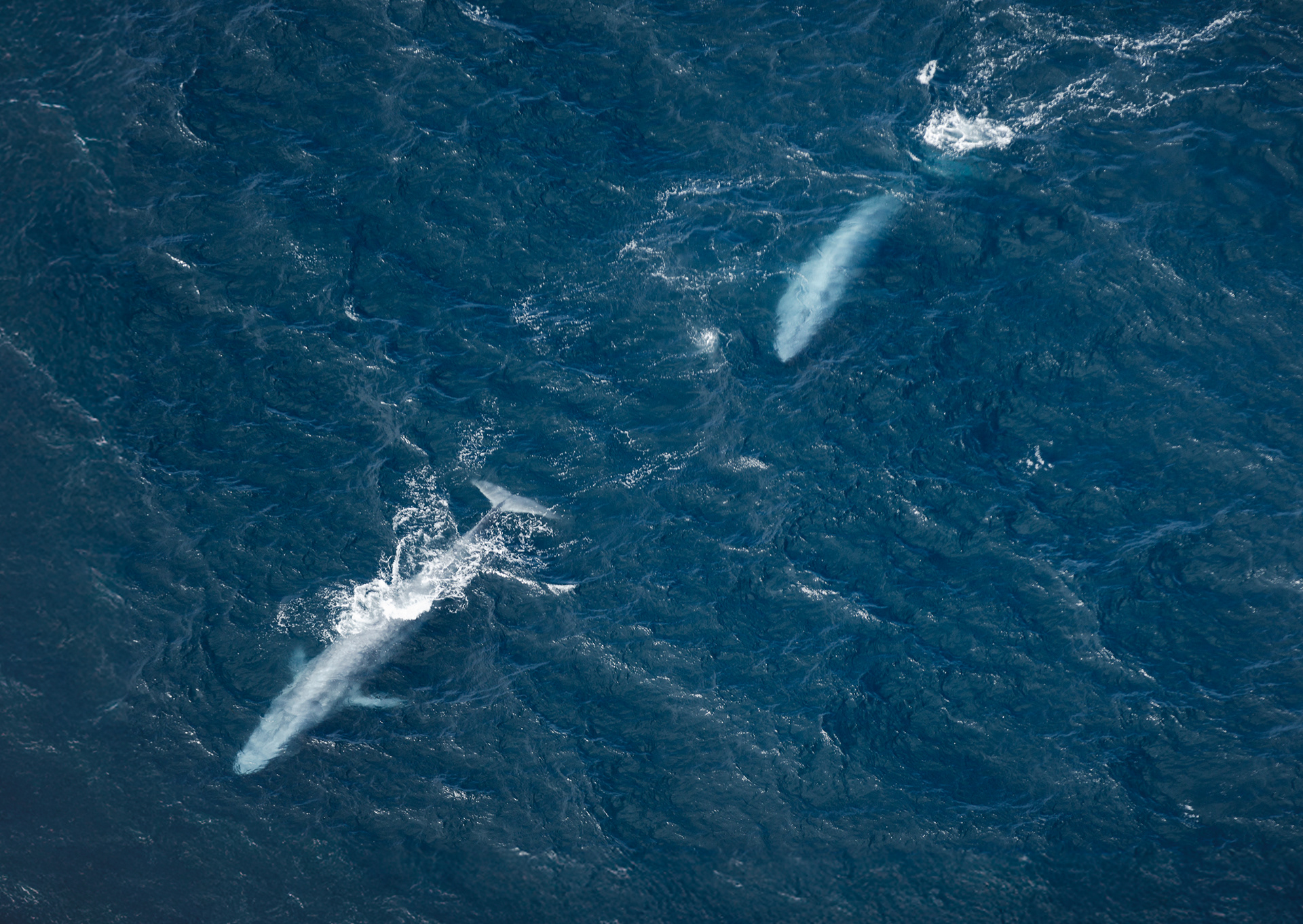 © Darren Creighton Photography  |  Kaikoura