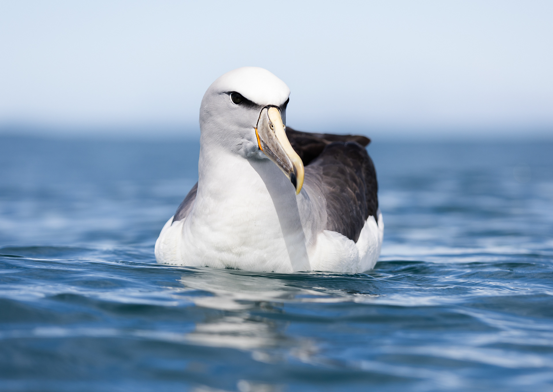 © Darren Creighton Photography | Kaikoura