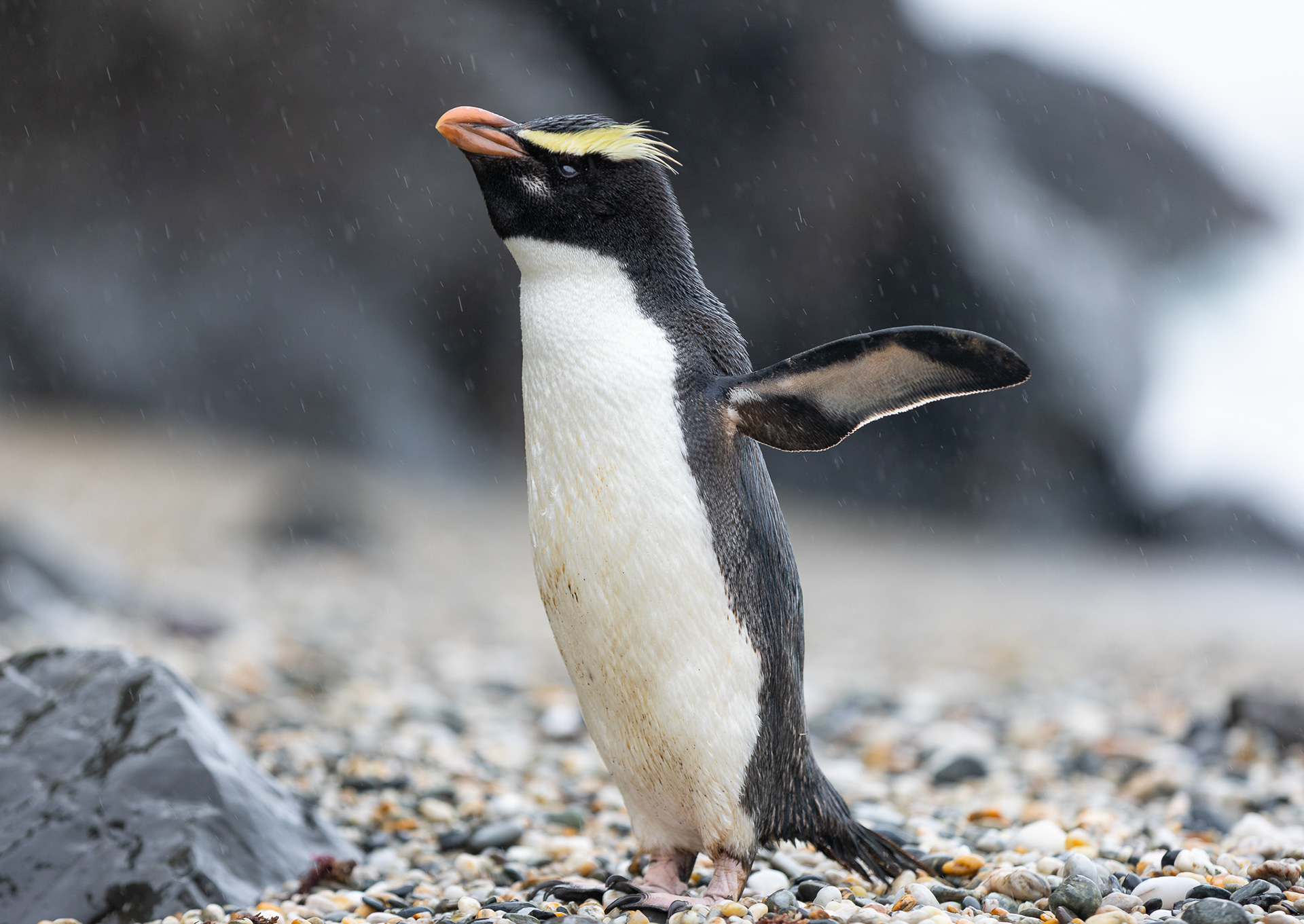 © Darren Creighton Photography  |  Tawaki  |  Fiordland Crested Penguin
