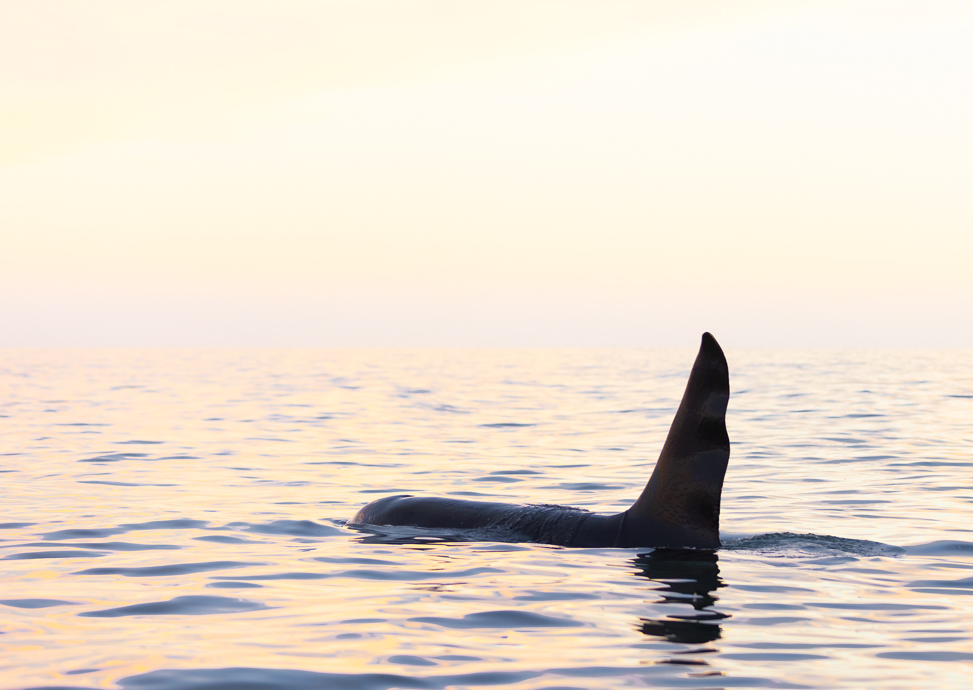 © Darren Creighton Photography | Kaikoura | Orca
