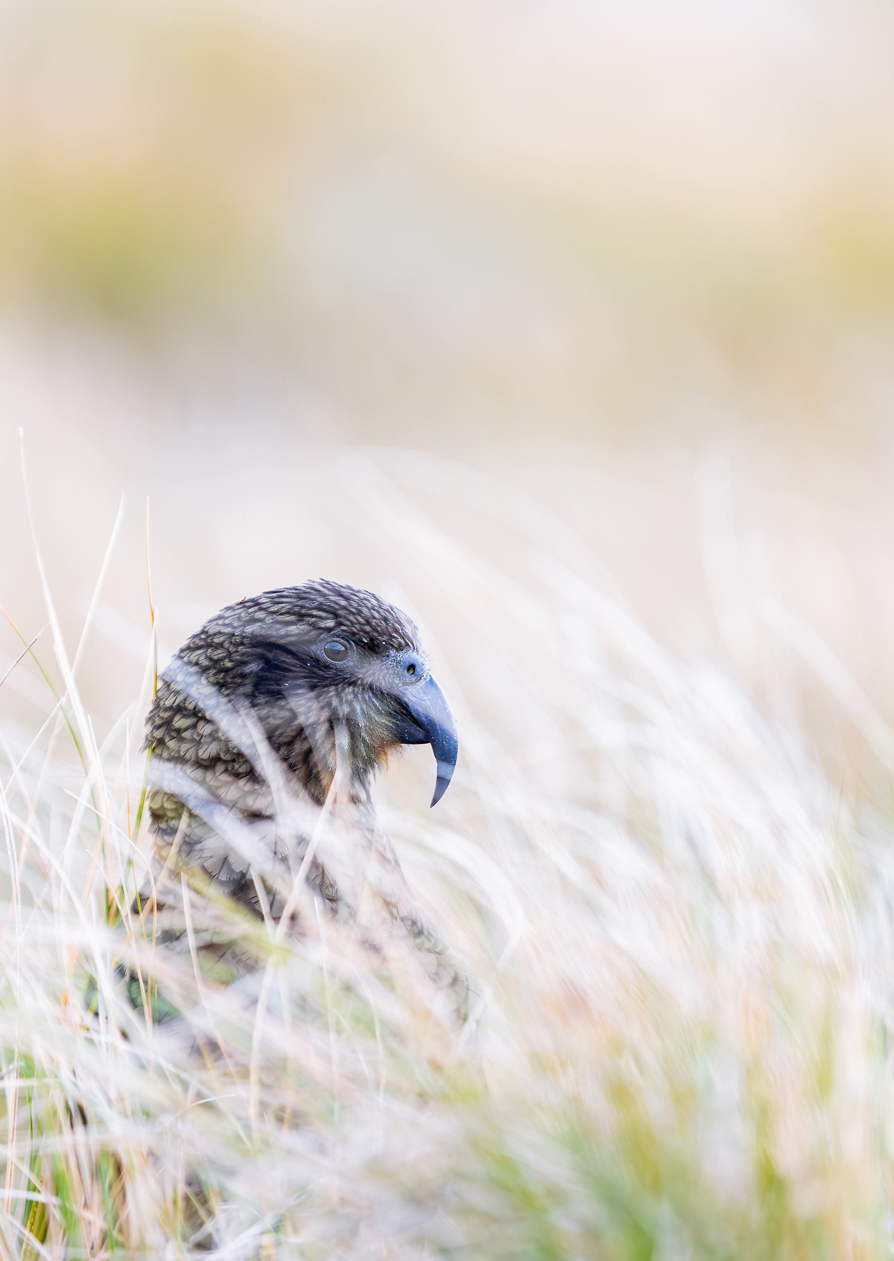 © Darren Creighton Photography | West Coast | Kea