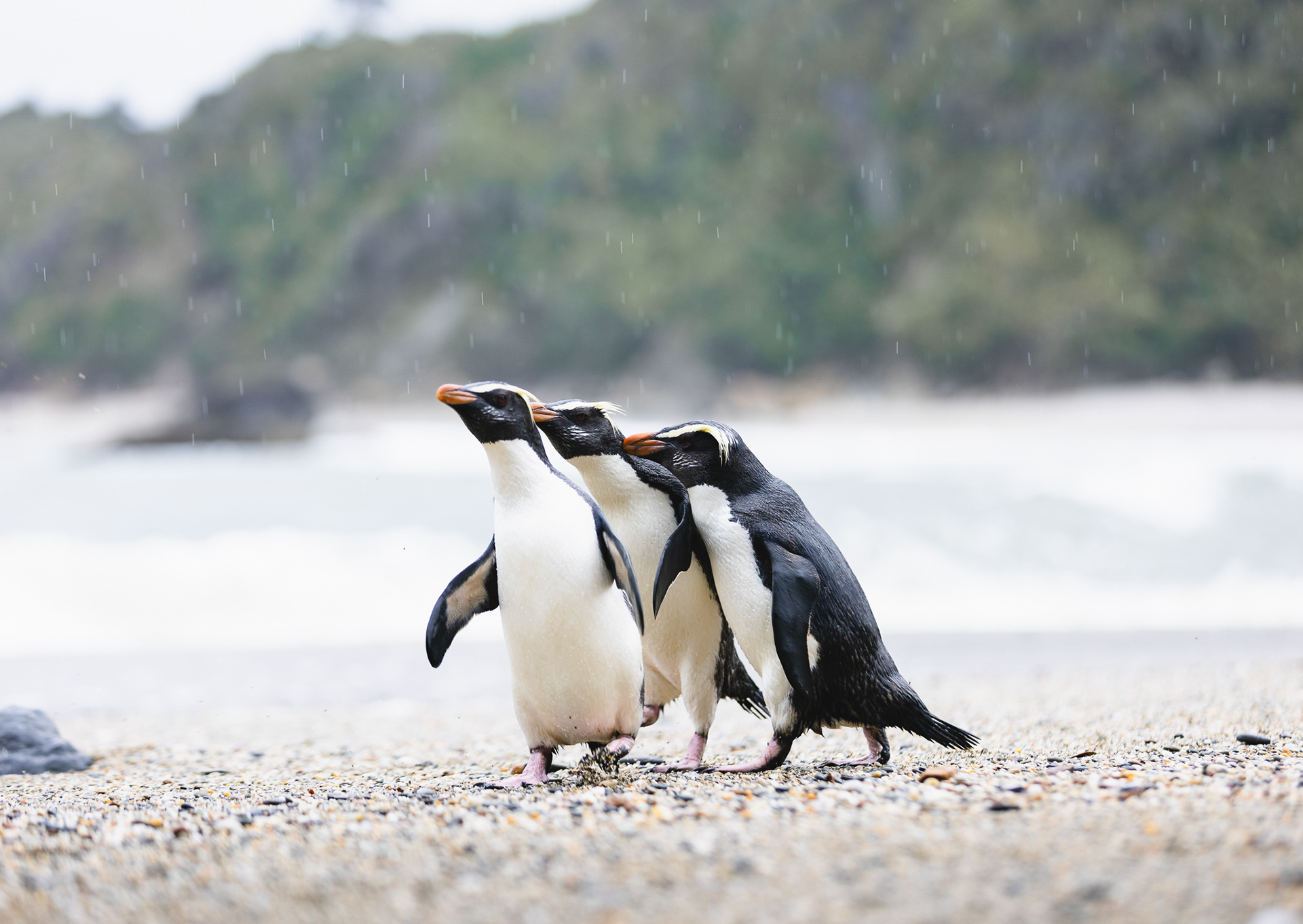 © Darren Creighton Photography | Tawaki | Fiordland Crested Penguin