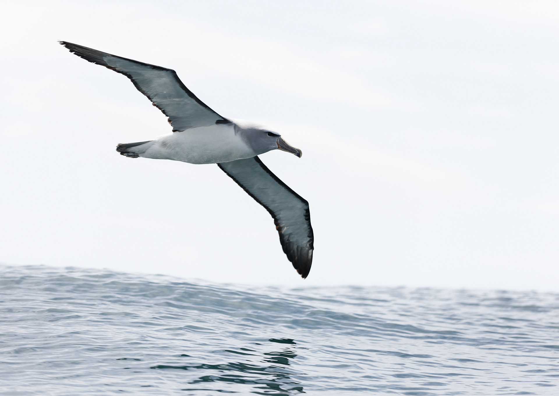© Darren Creighton Photography | Kaikoura