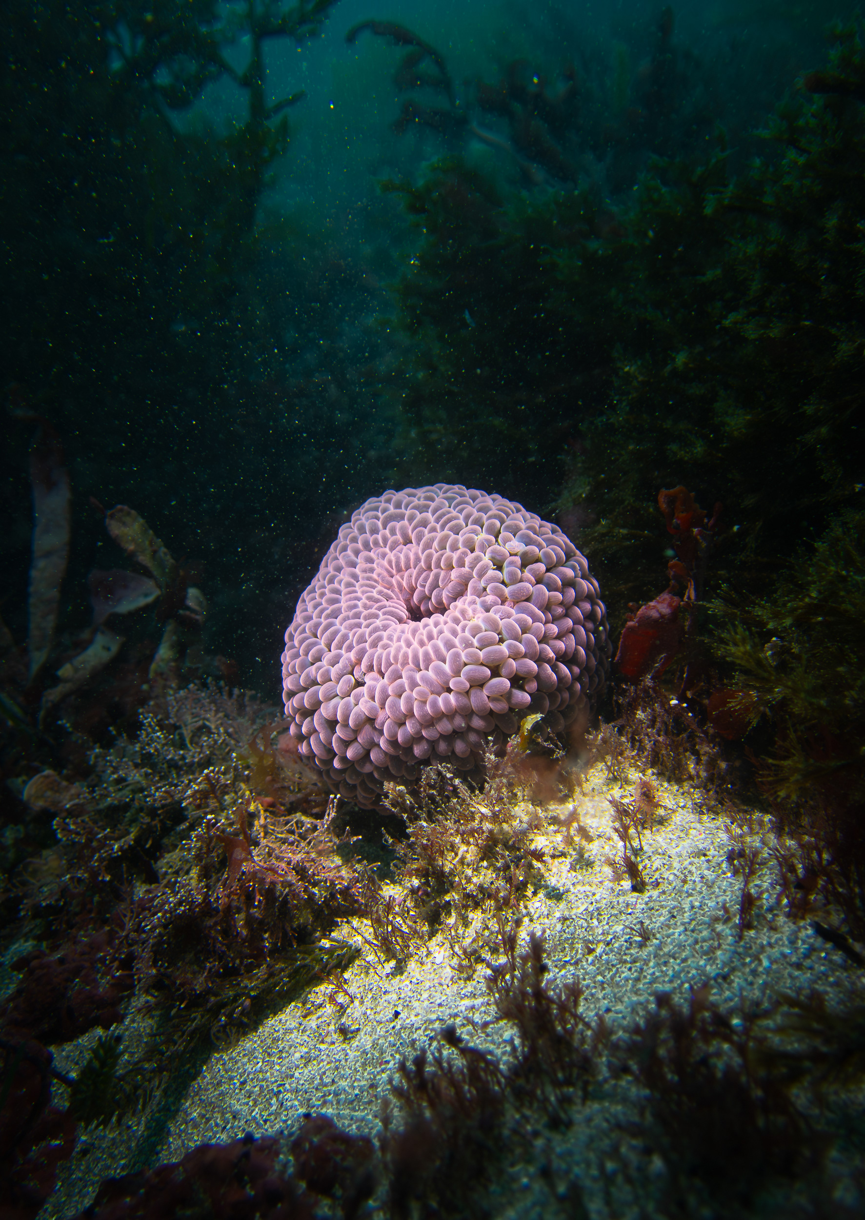 © Darren Creighton Photography | Kaikoura | Wandering Anenome
