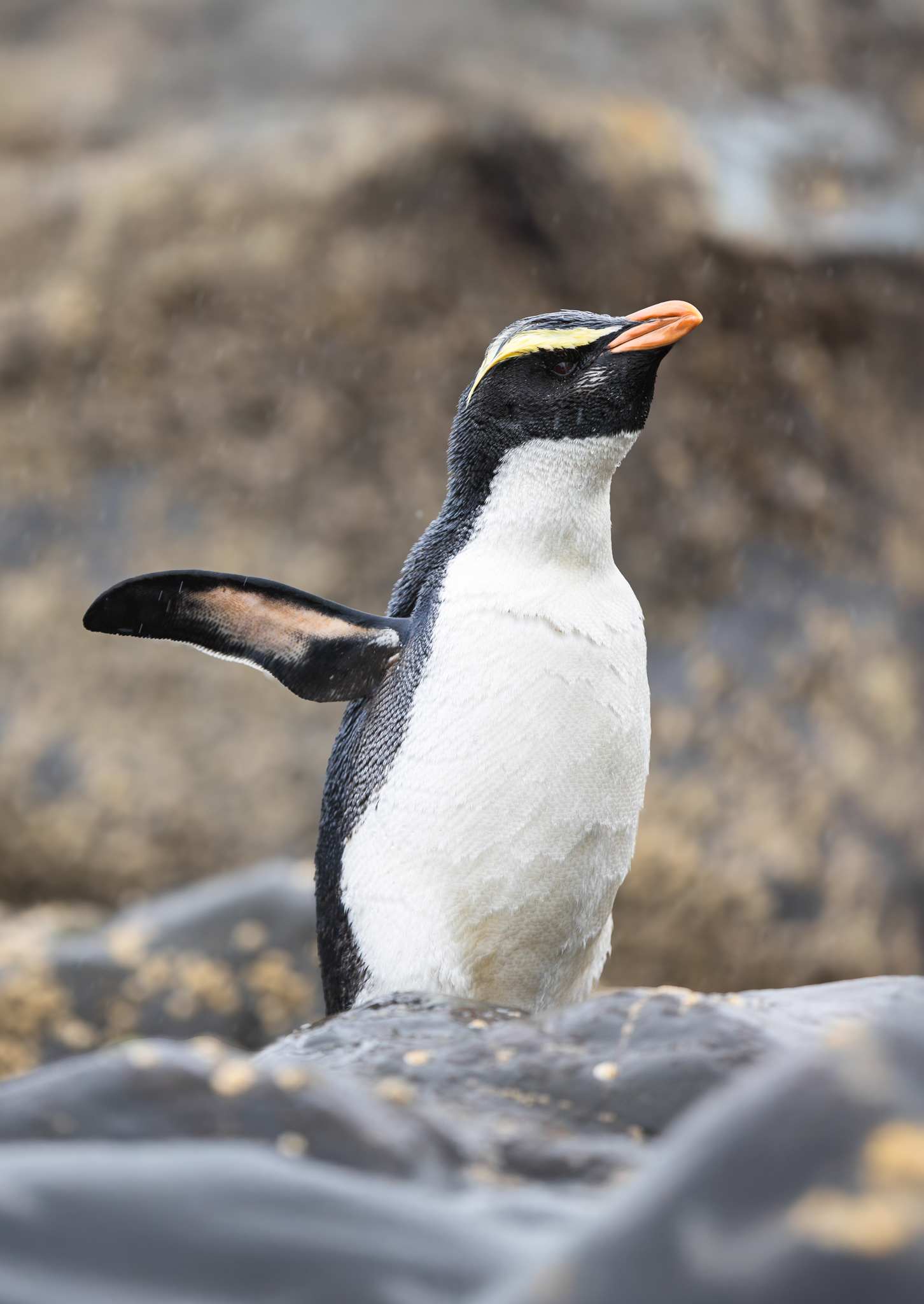 © Darren Creighton Photography | Tawaki | Fiordland Crested Penguin