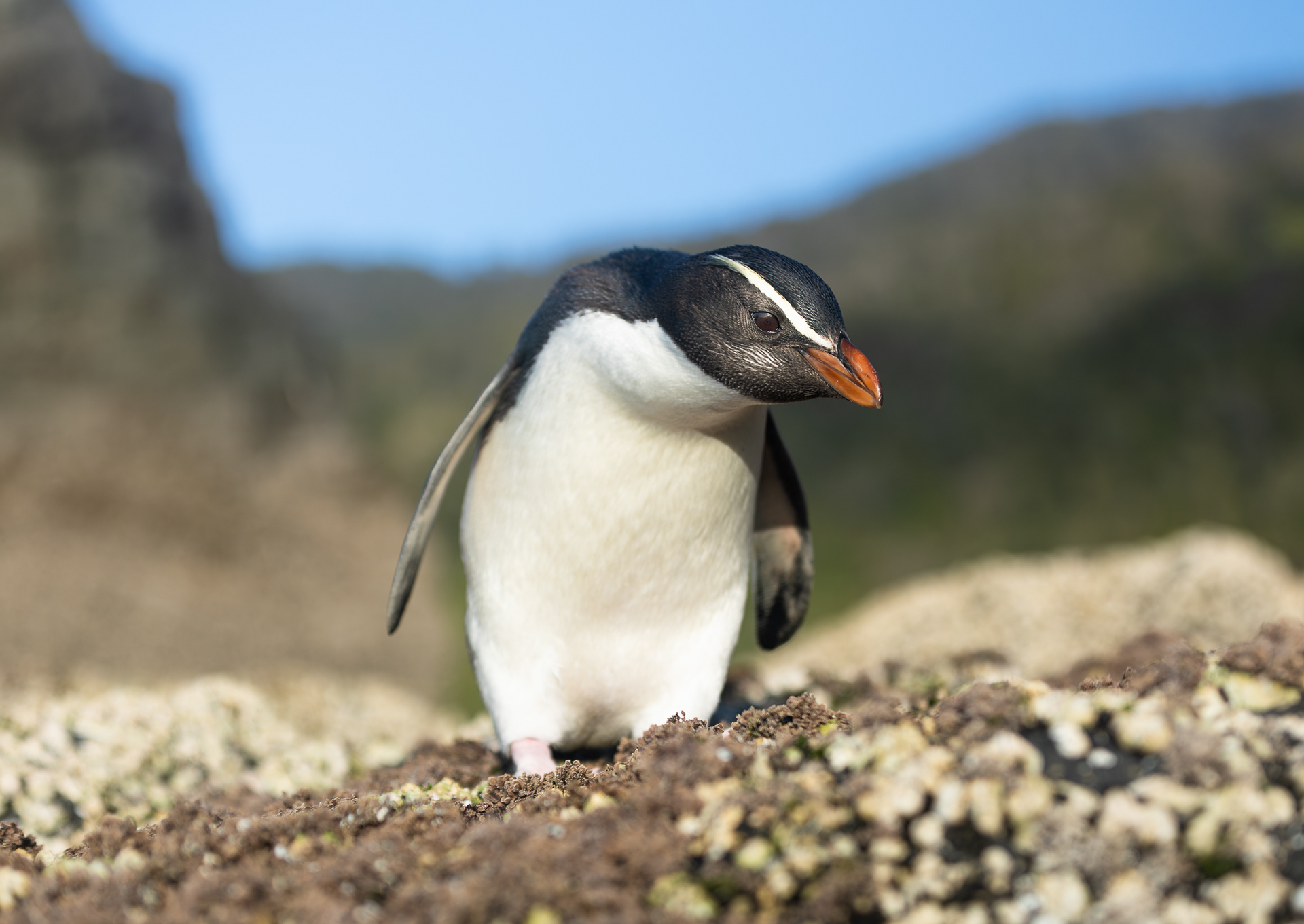 © Darren Creighton Photography  |  Tawaki  |  Fiordland Crested Penguin