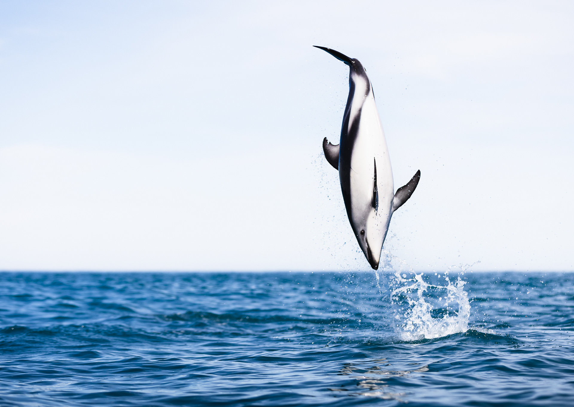 © Darren Creighton Photography  |  Kaikoura  |  Dusky Dolphin