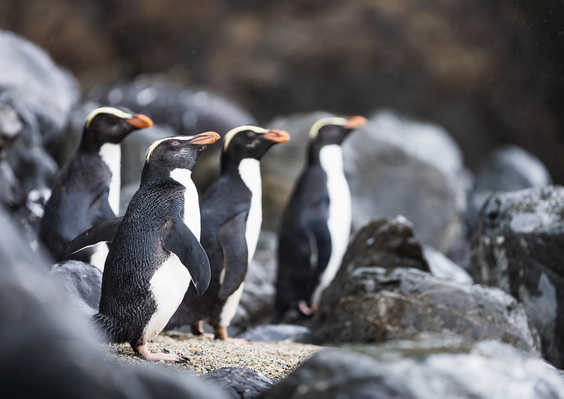 © Darren Creighton Photography  |  Tawaki  |  Fiordland Crested Penguin
