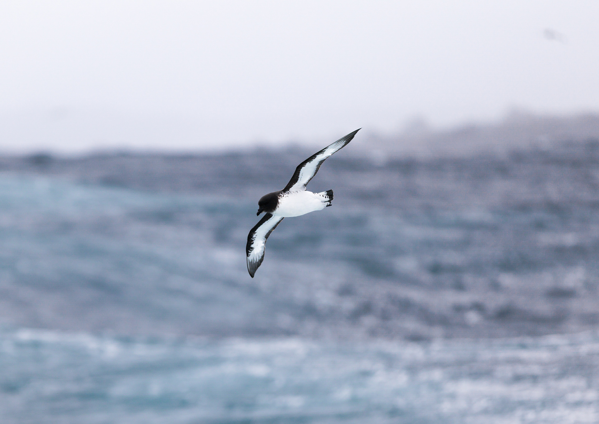© Darren Creighton Photography  |  Fiordland  |  Cape Petrel