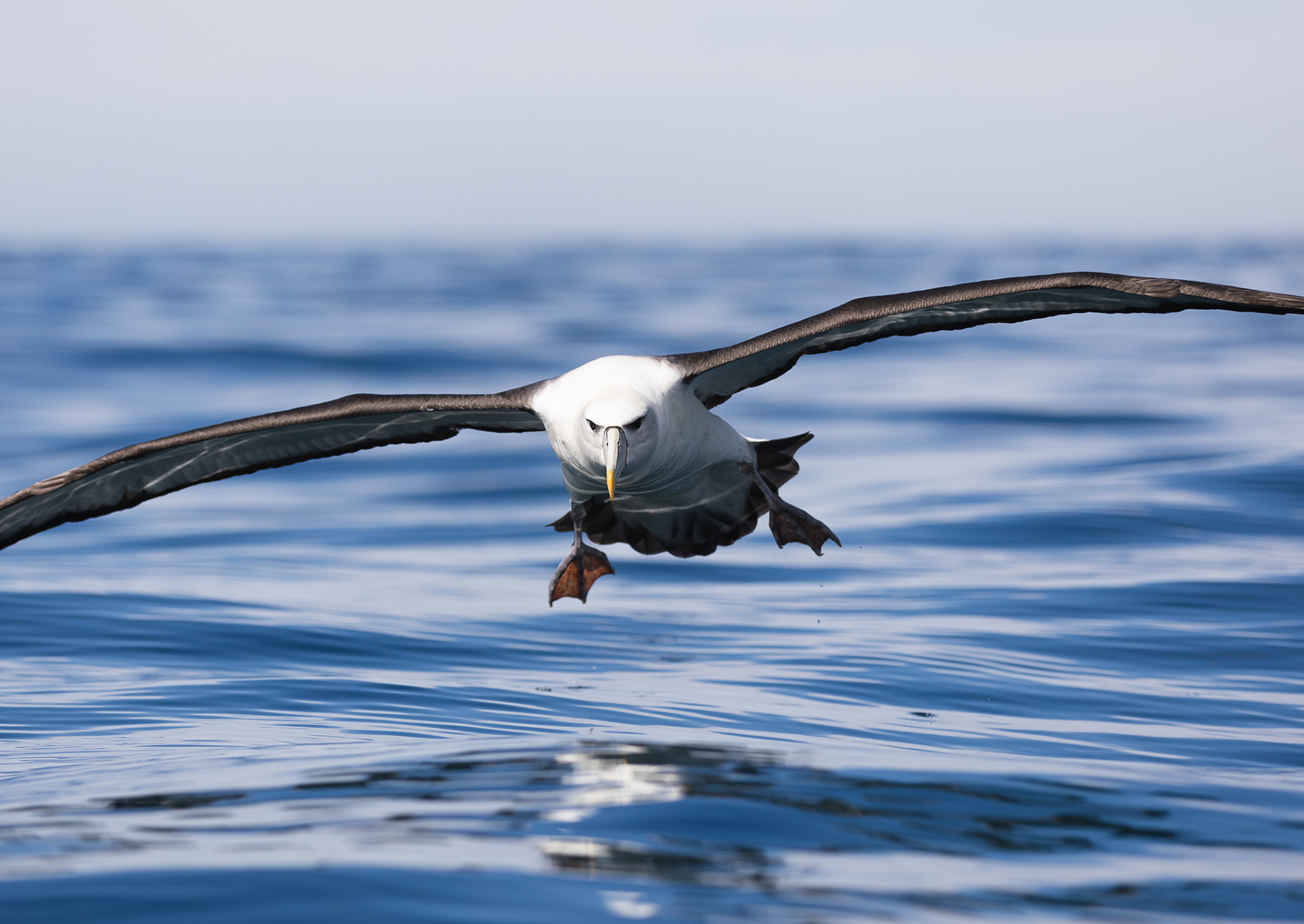 © Darren Creighton Photography | Kaikoura | Albatross