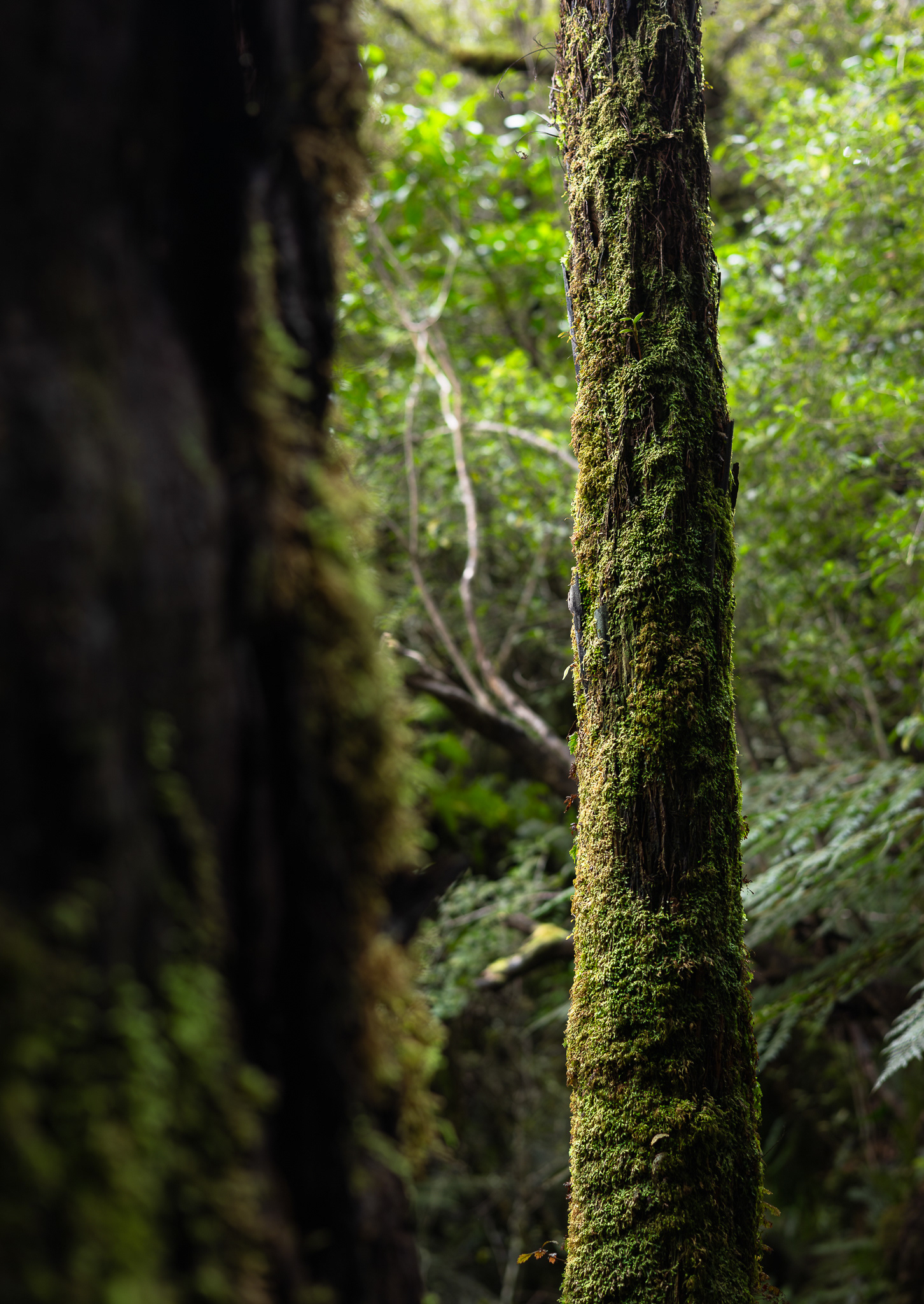 © Darren Creighton Photography | Rakiura