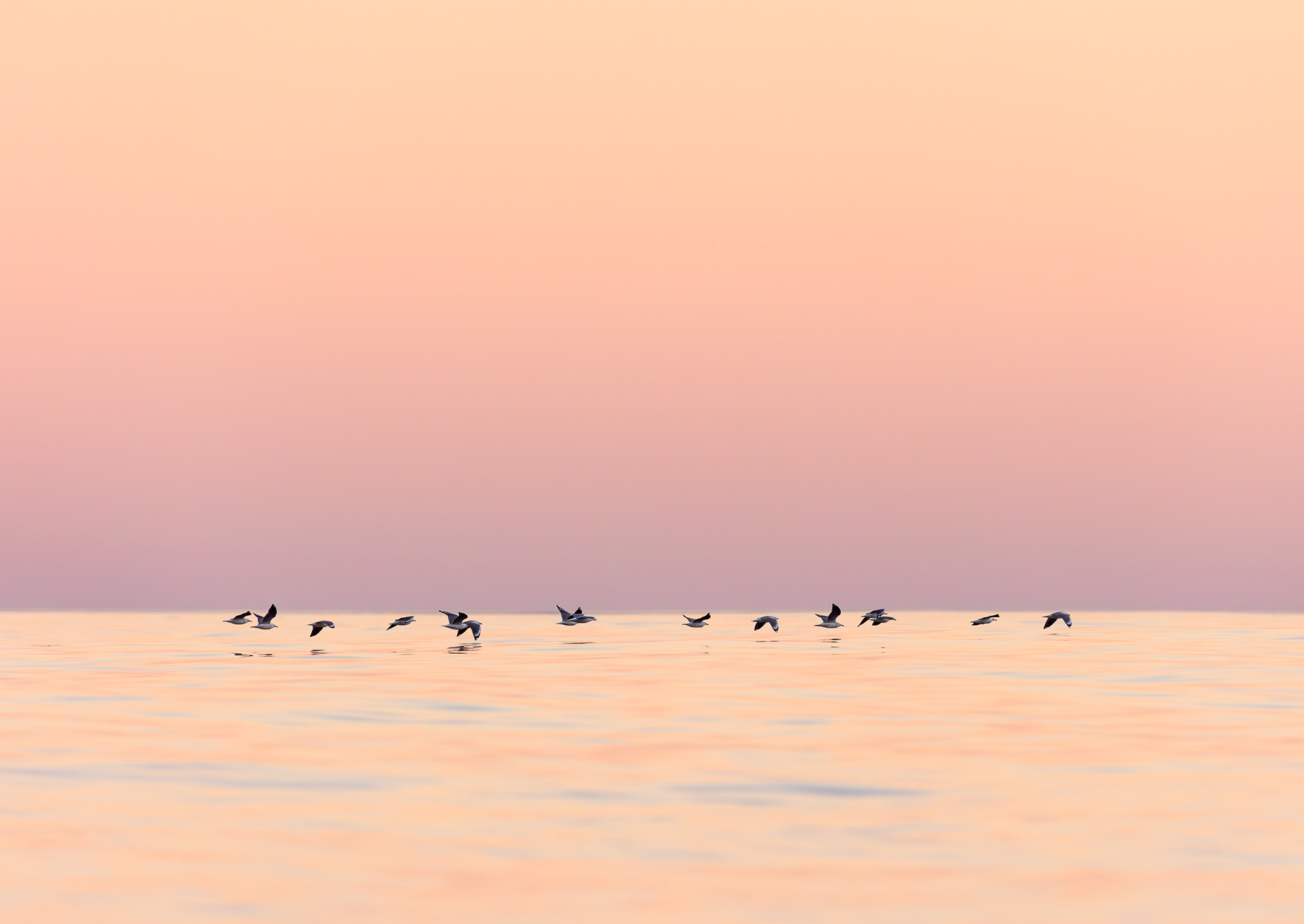 © Darren Creighton Photography | Kaikoura | Red-billed Gulls