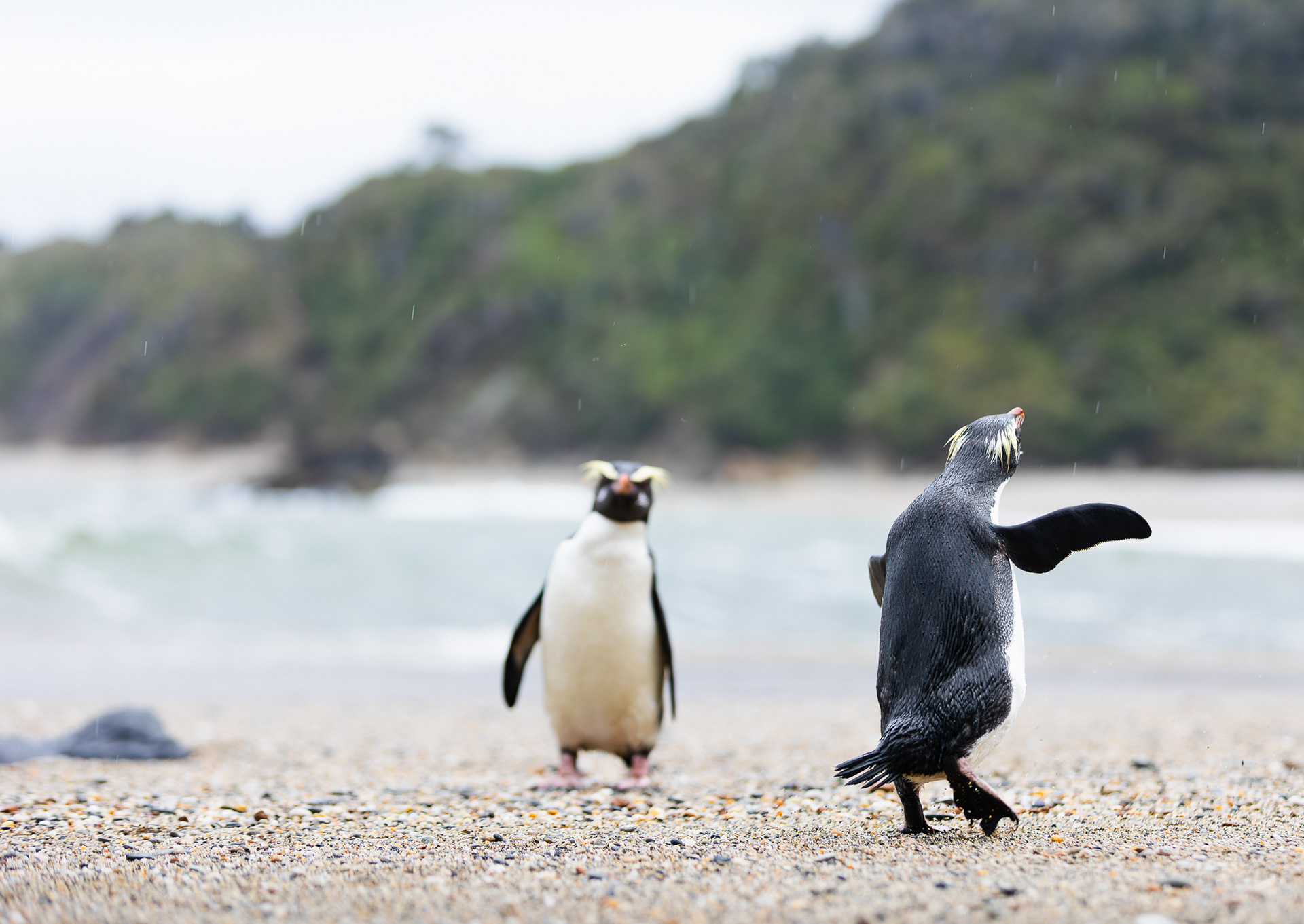© Darren Creighton Photography | Tawaki | Fiordland Crested Penguin