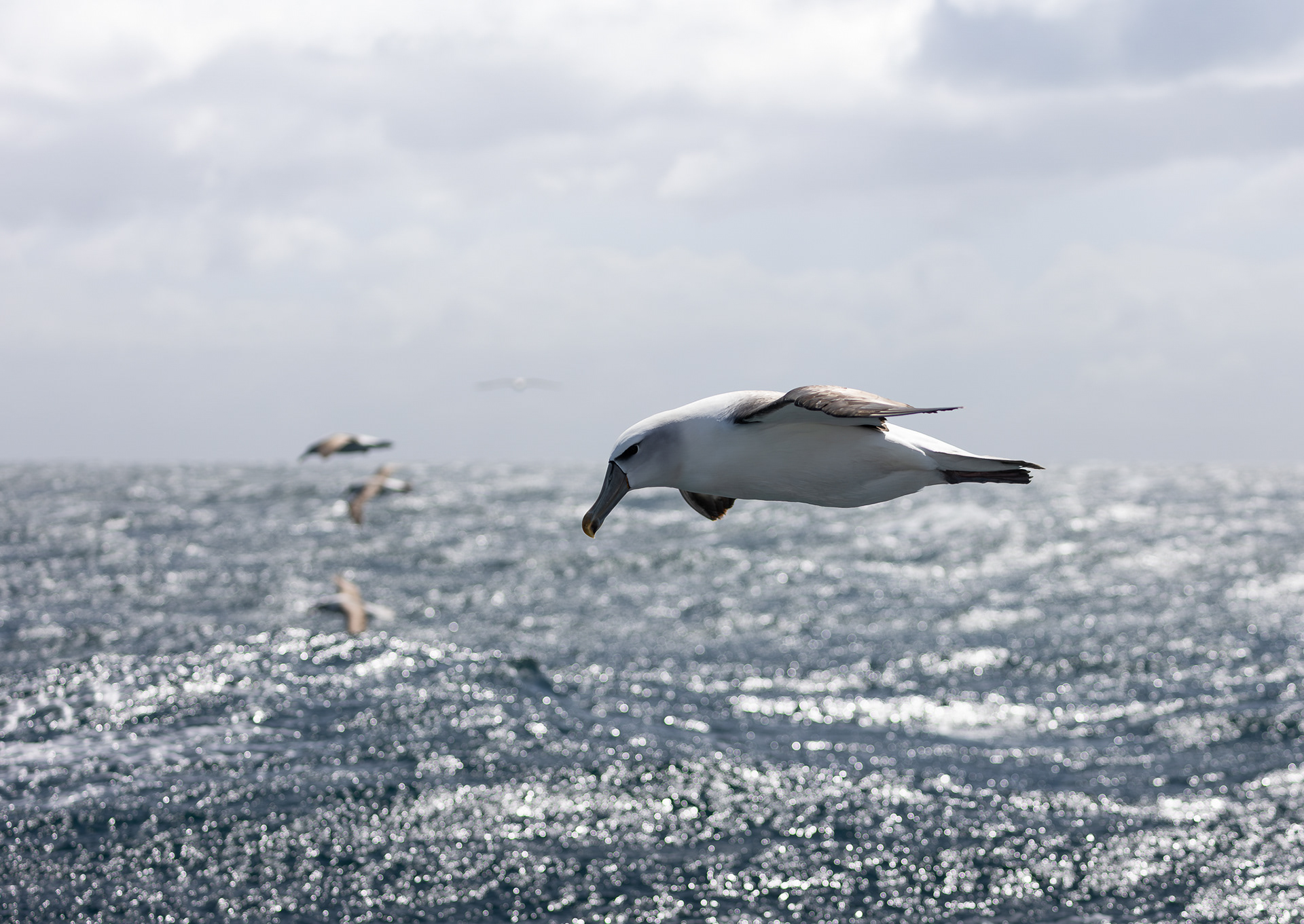 © Darren Creighton Photography | Rakiura | White-capped Albatross | Toroa