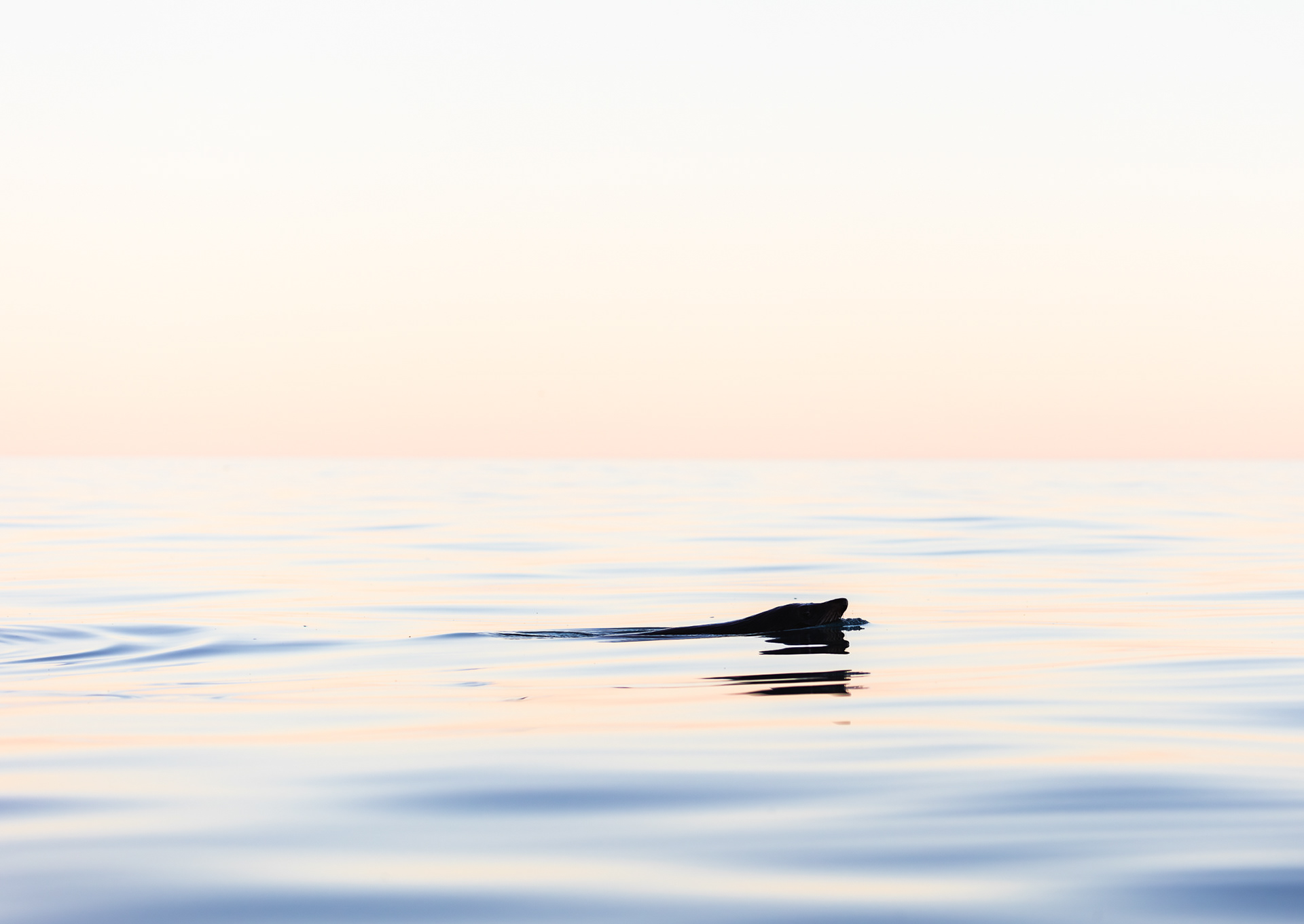 © Darren Creighton Photography | Kaikoura | NZ Fur Seal