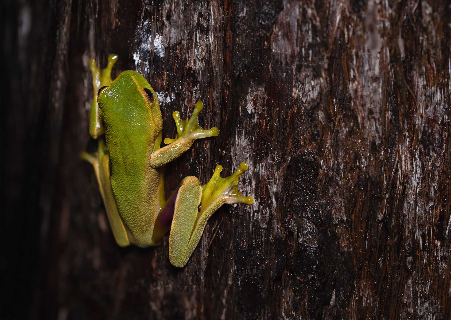 © Darren Creighton Photography | Frog Buttress