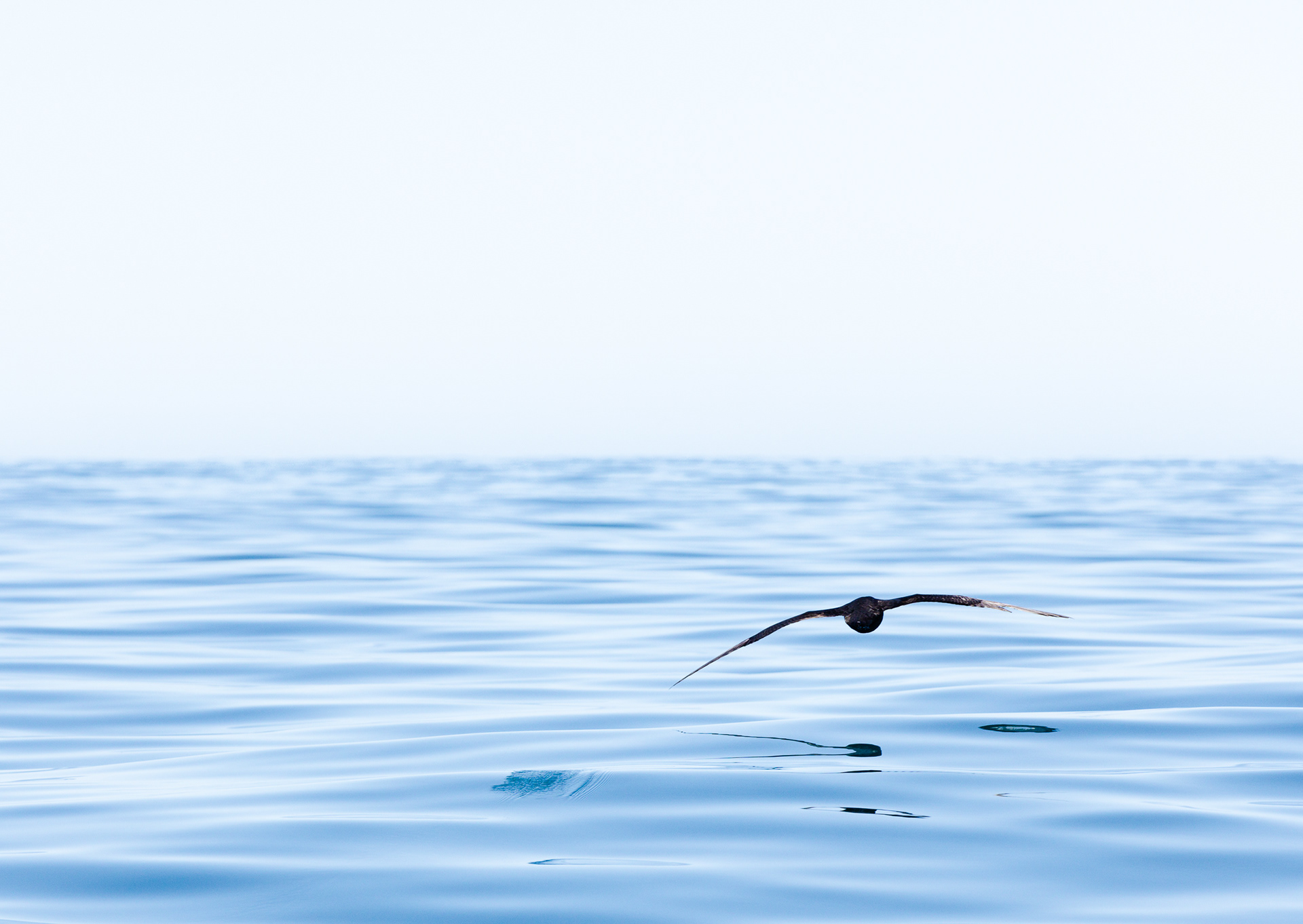 © Darren Creighton Photography | Kaikoura | Shearwater