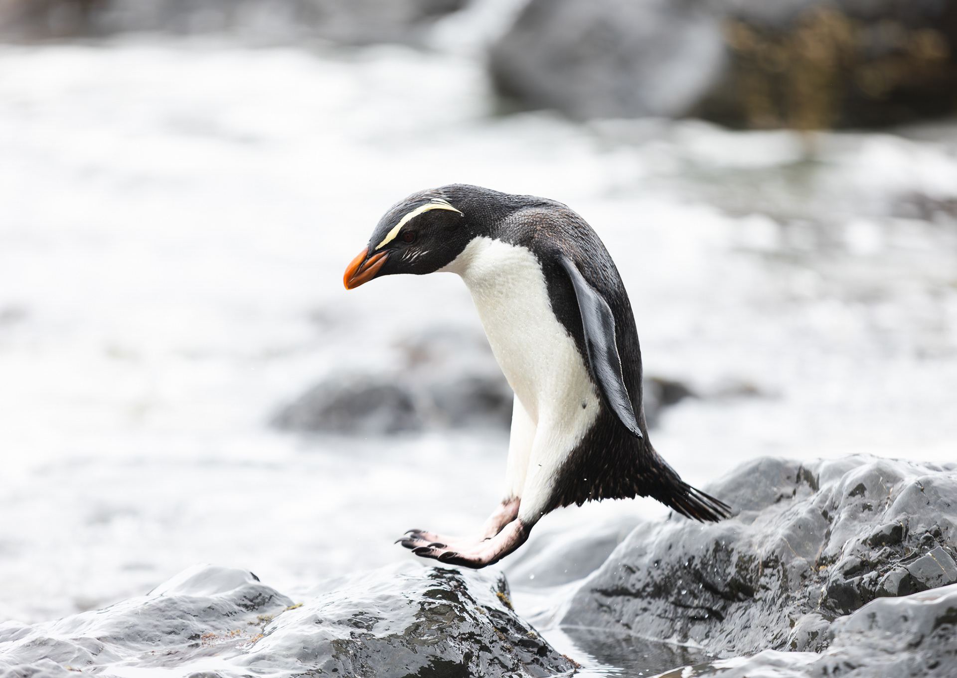 © Darren Creighton Photography | Tawaki | Fiordland Crested Penguin