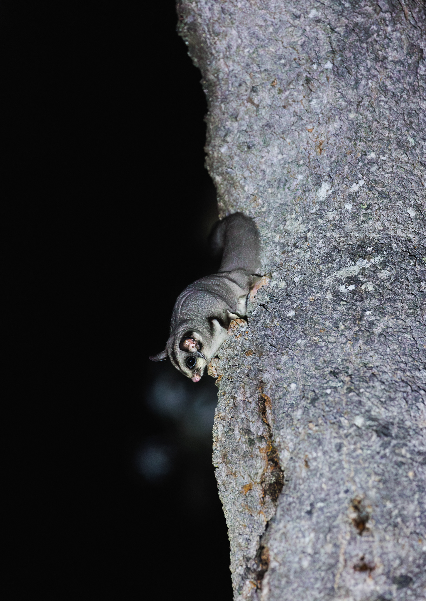 © Darren Creighton Photography | Sugar Glider at Seal Rocks