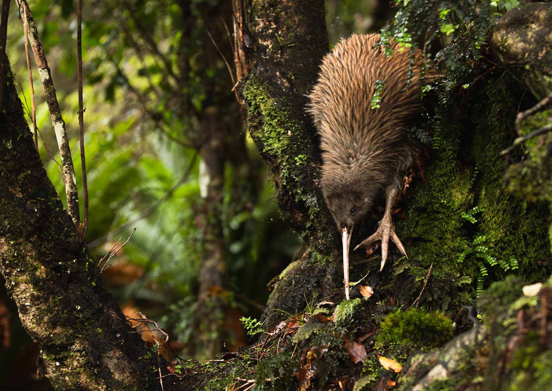 © Darren Creighton Photography  |  Rakiura  |  Tokoeka  |  Southern Brown Kiwi