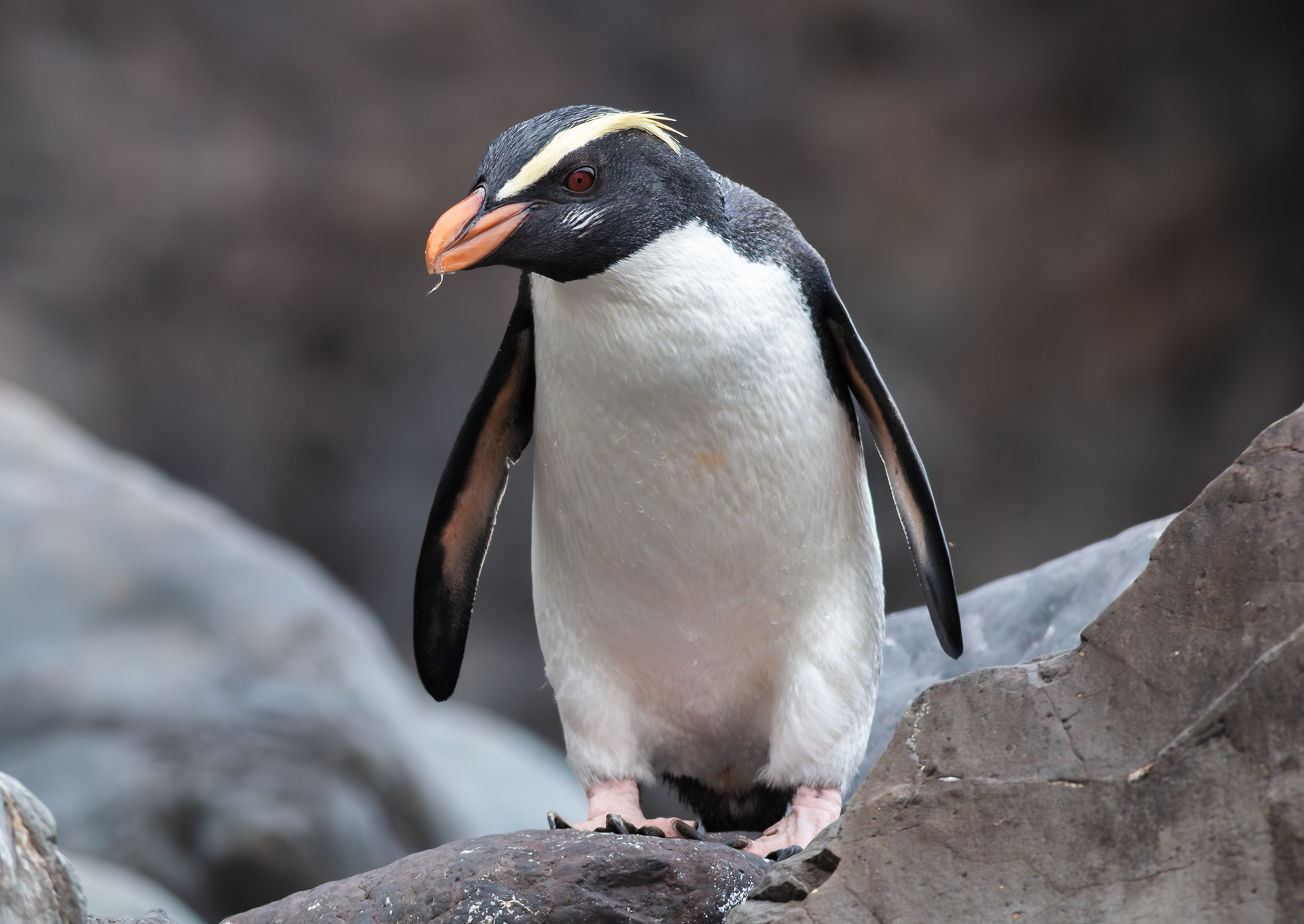 © Darren Creighton Photography  |  Tawaki  |  Fiordland Crested Penguin
