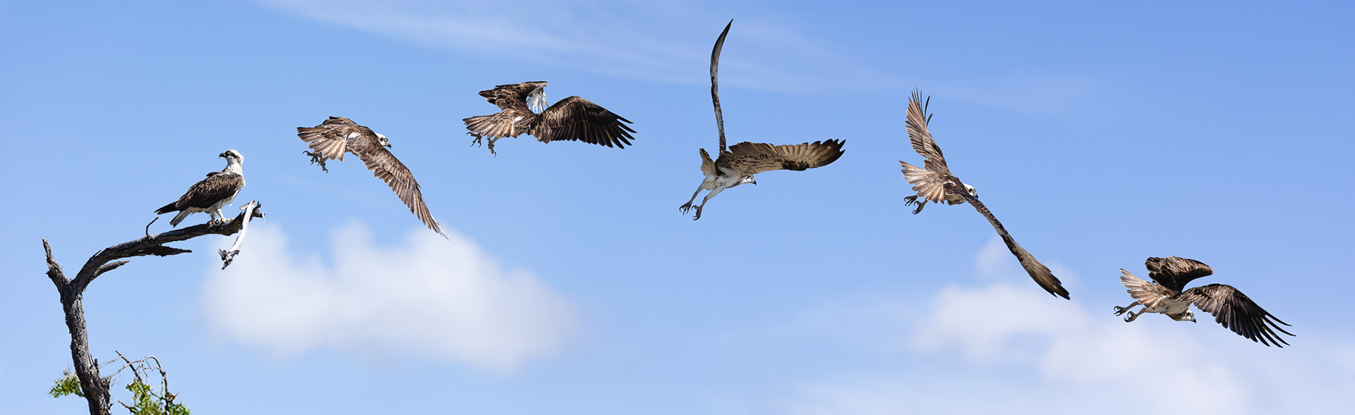 © Darren Creighton Photography | Osprey in 1770