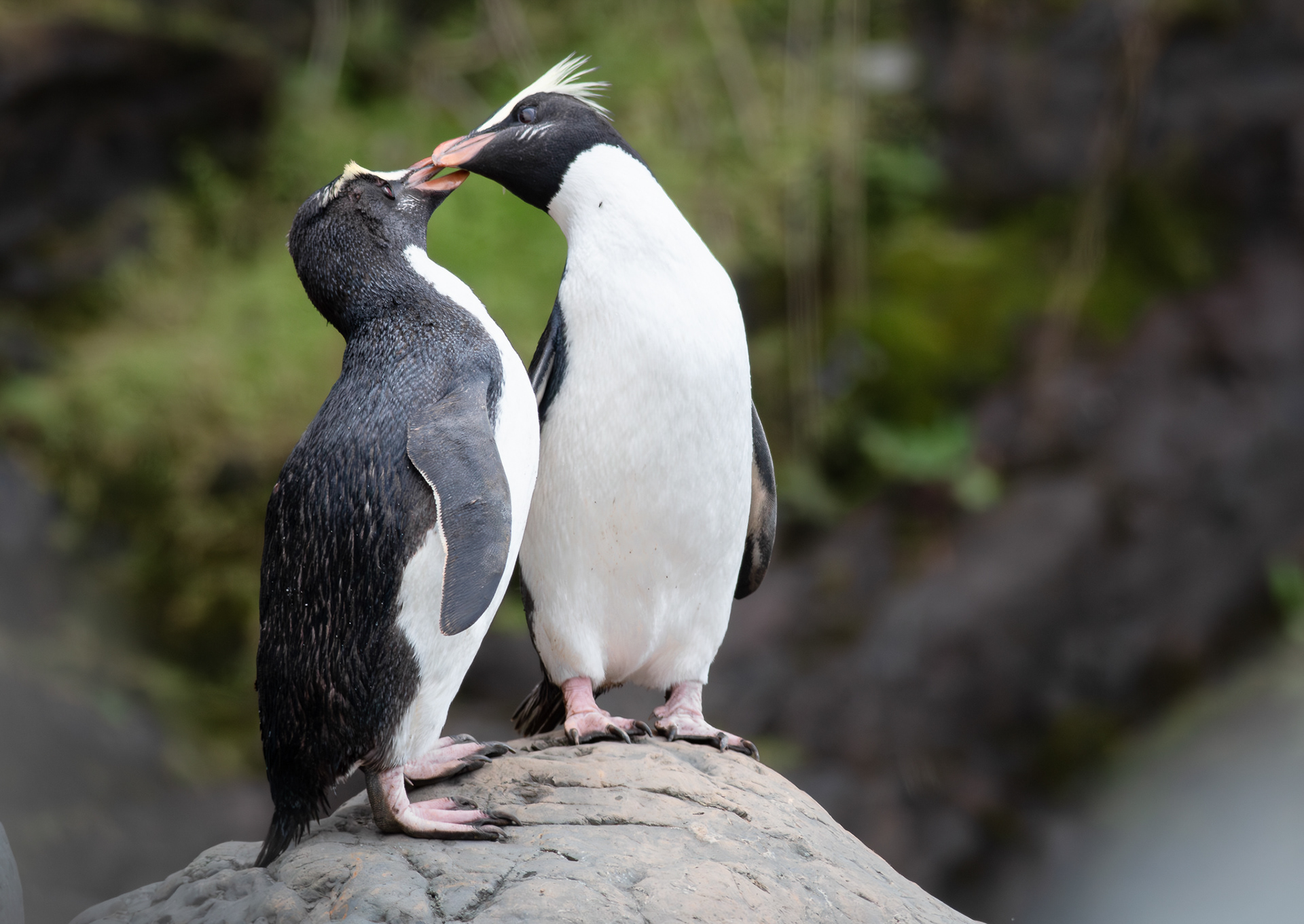 © Darren Creighton Photography | Tawaki | Fiordland Crested Penguin