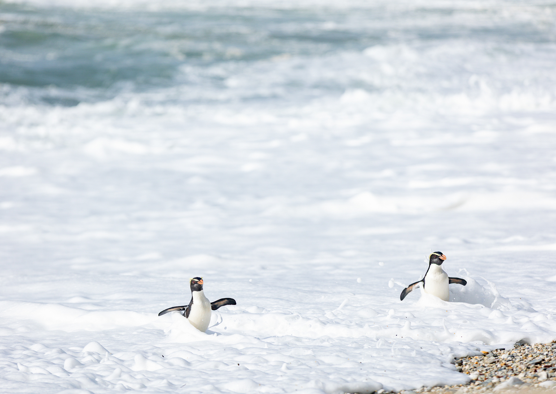 © Darren Creighton Photography | Tawaki | Fiordland Crested Penguin