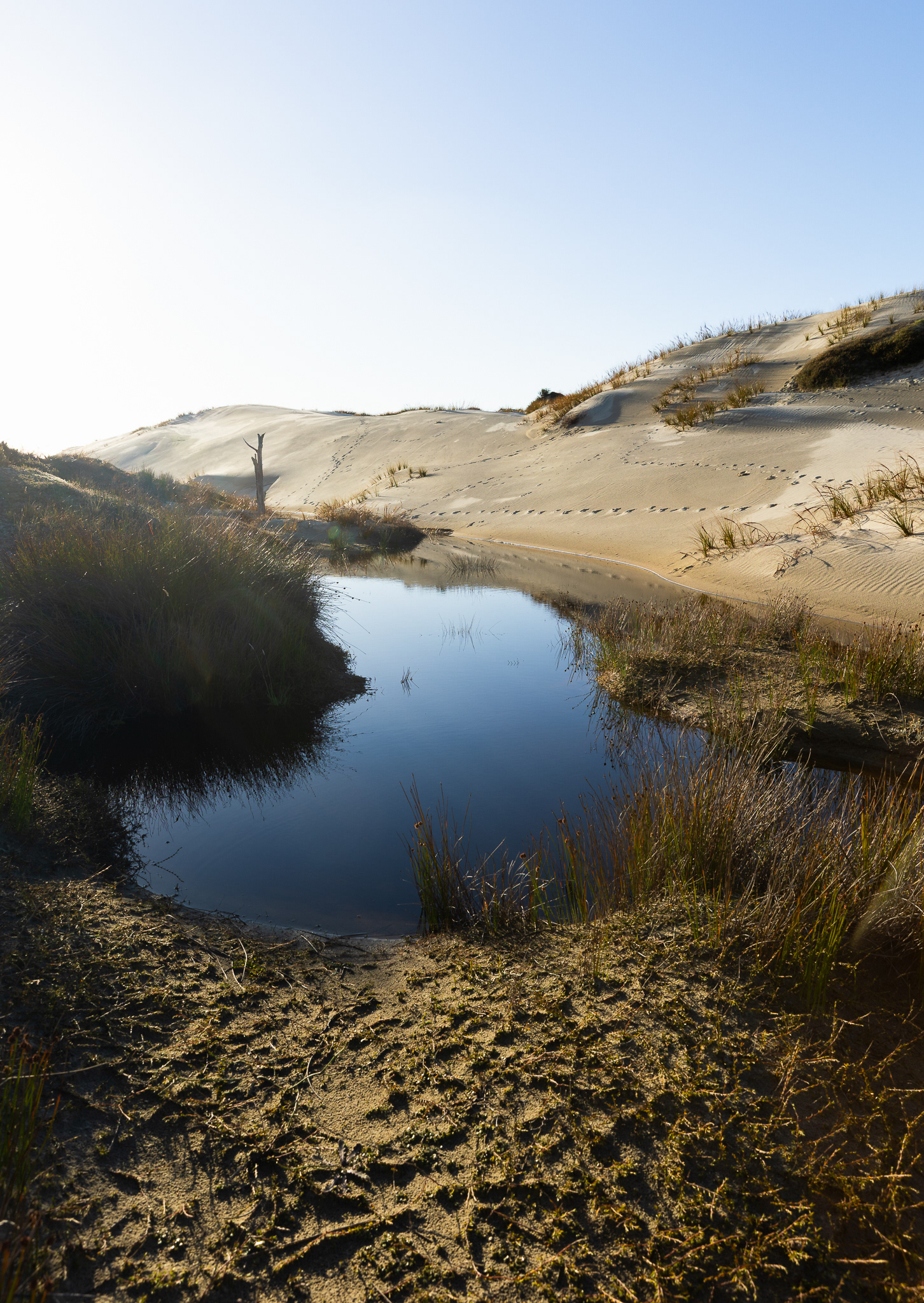 © Darren Creighton Photography  |  Rakiura  |  Mason Bay sand dunes