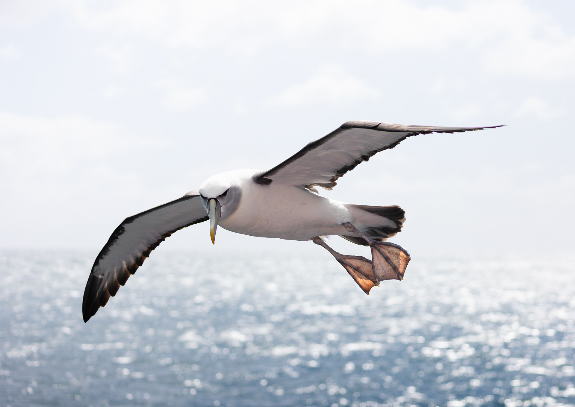 © Darren Creighton Photography | Rakiura | White-capped Albatross | Toroa