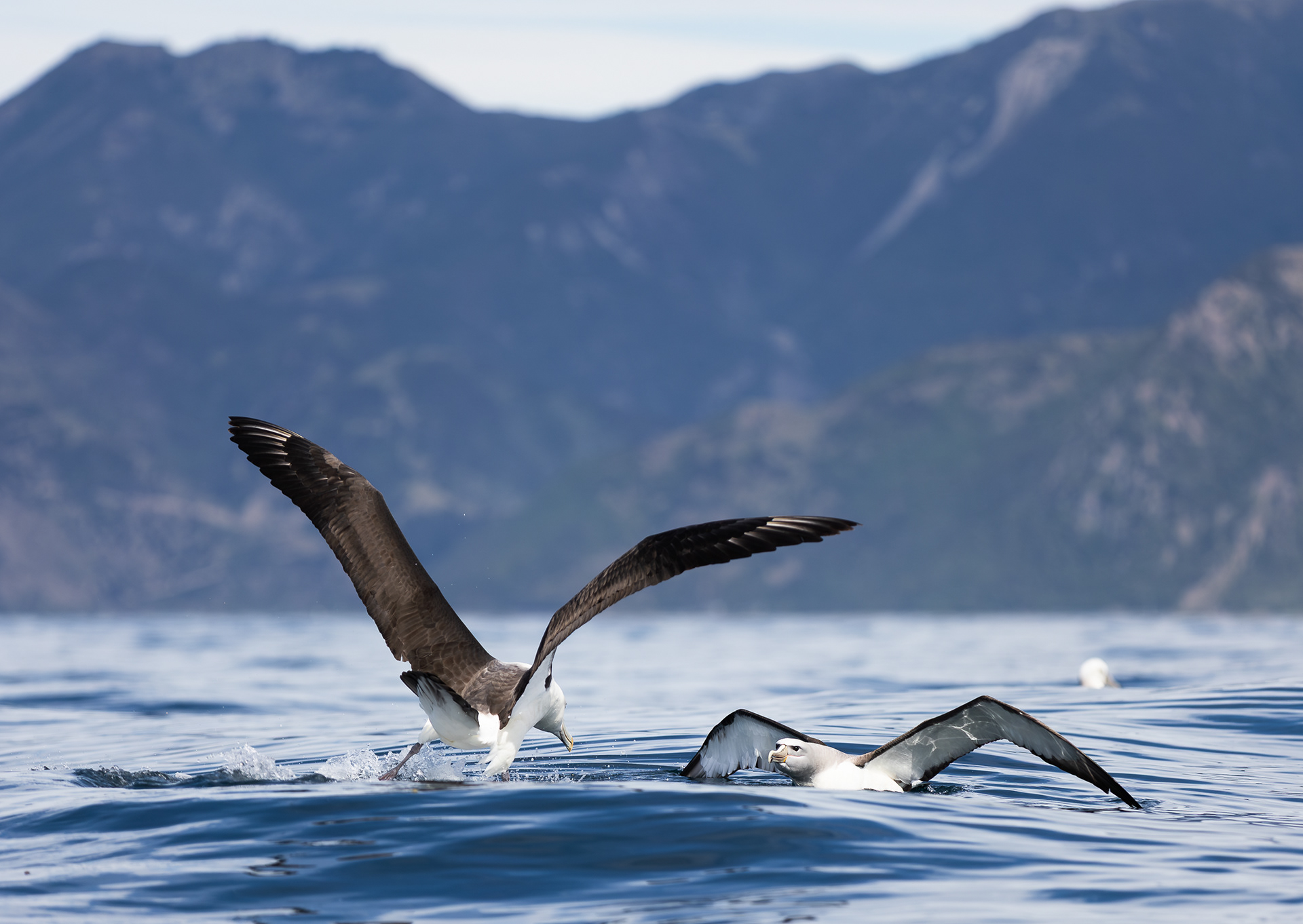 © Darren Creighton Photography | Kaikoura | Albatross