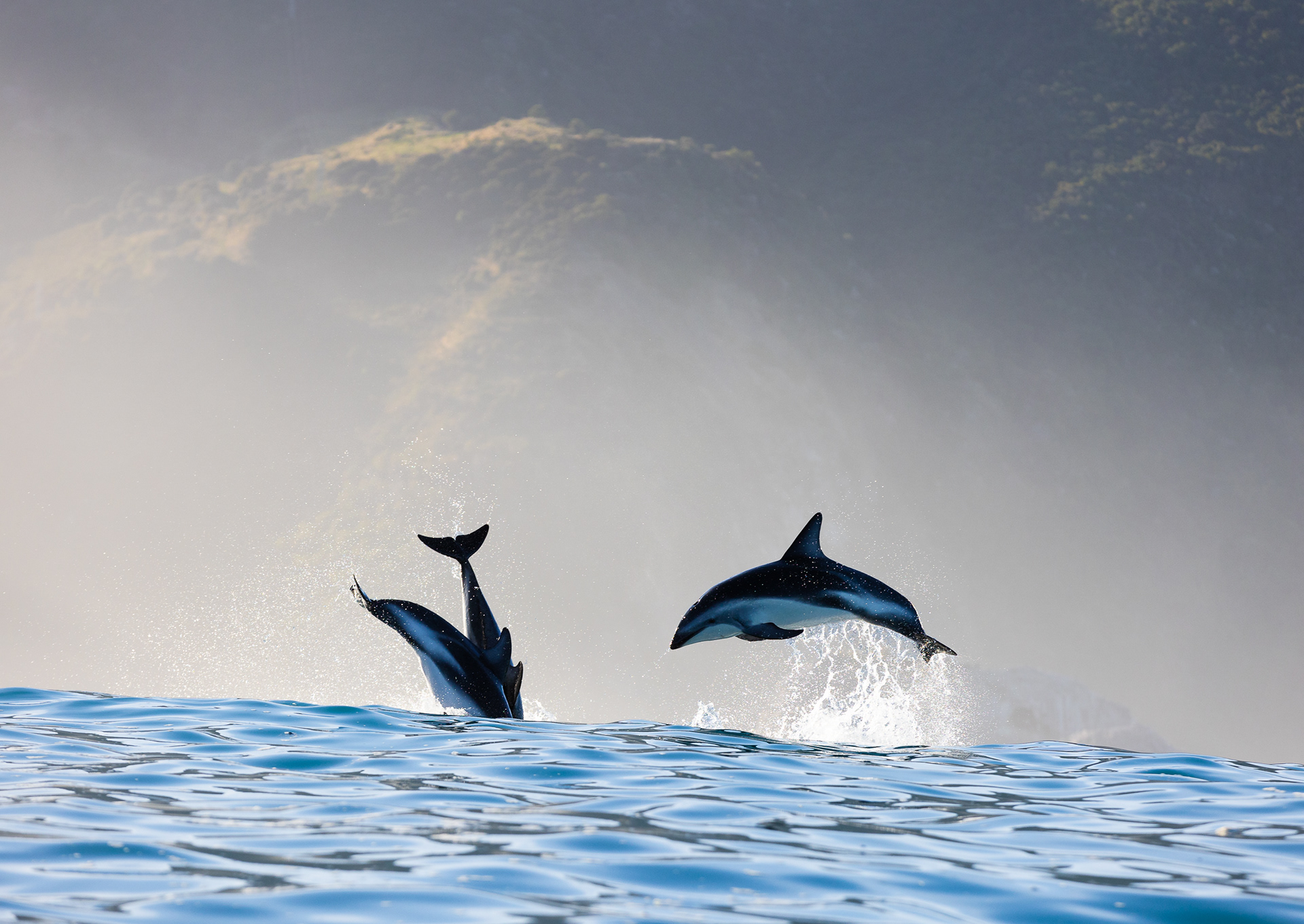 © Darren Creighton Photography | Kaikoura | Dusky Dolphins