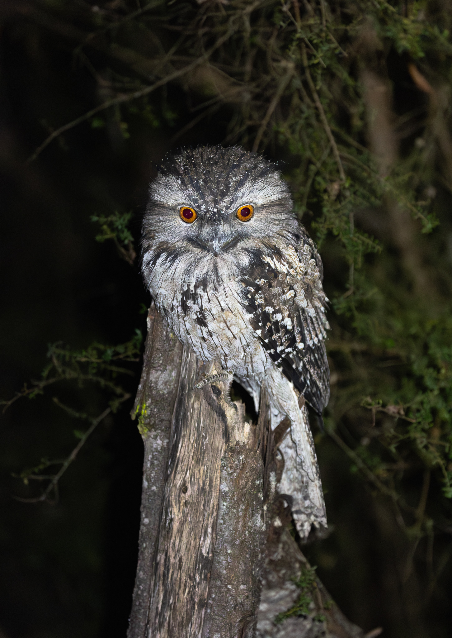 © Darren Creighton Photography | Tawny Frogmouth at Crows Nest Falls