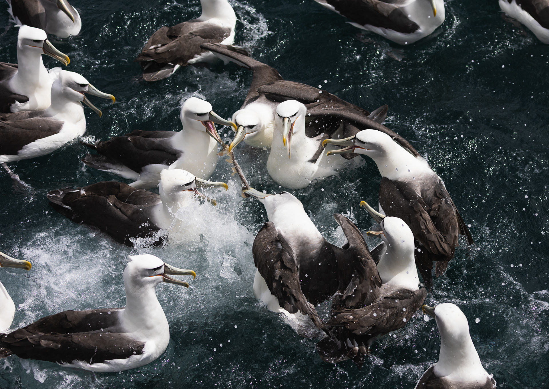 © Darren Creighton Photography | Rakiura | White-capped Albatross | Toroa
