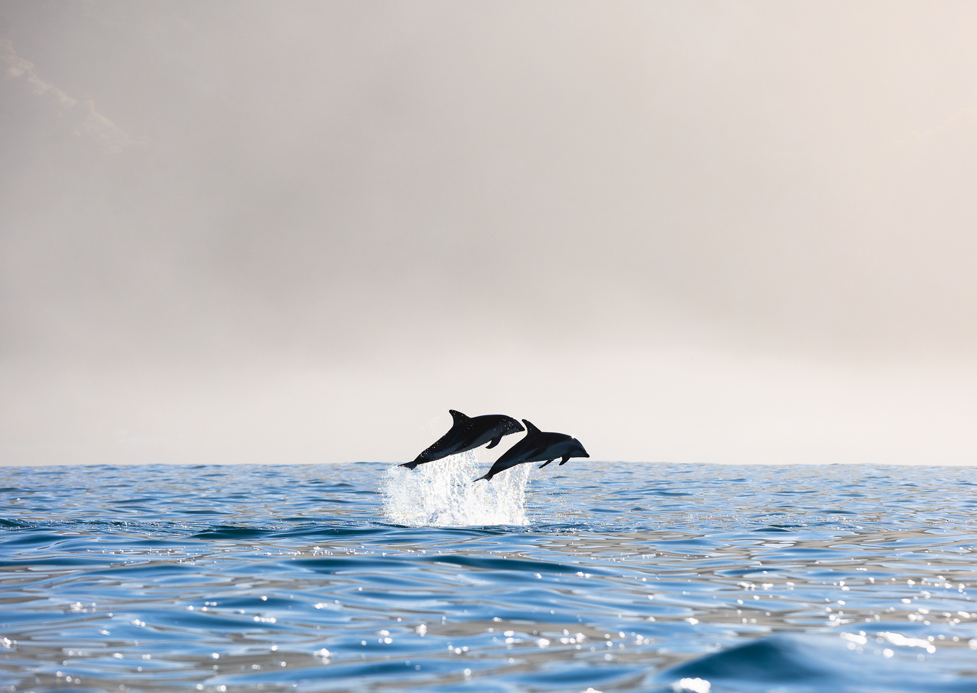 © Darren Creighton Photography | Kaikoura | Dusky Dolphin