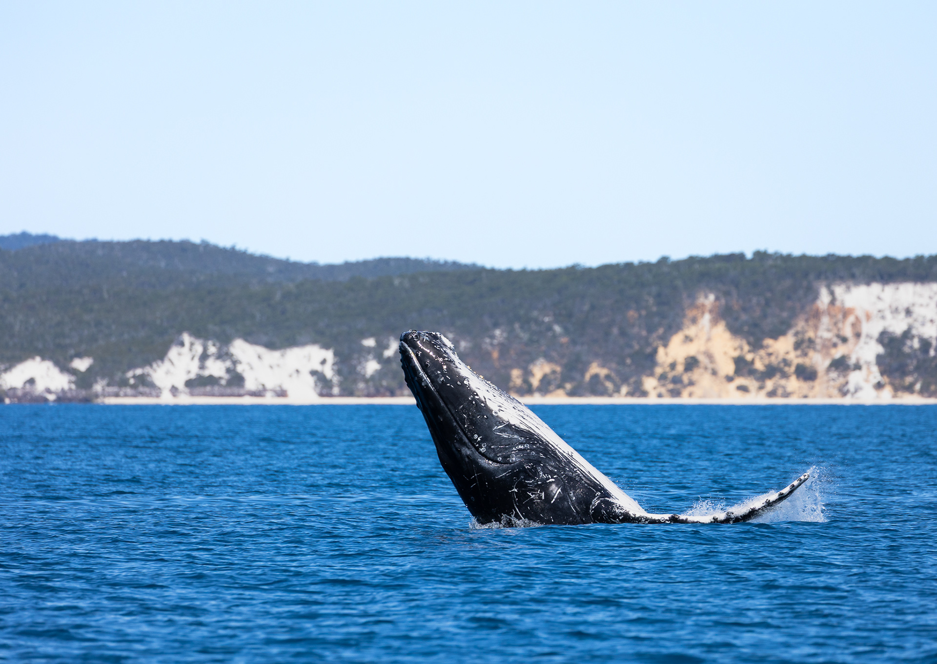 © Darren Creighton Photography  |  Humpback Whale off the coast of K'gari